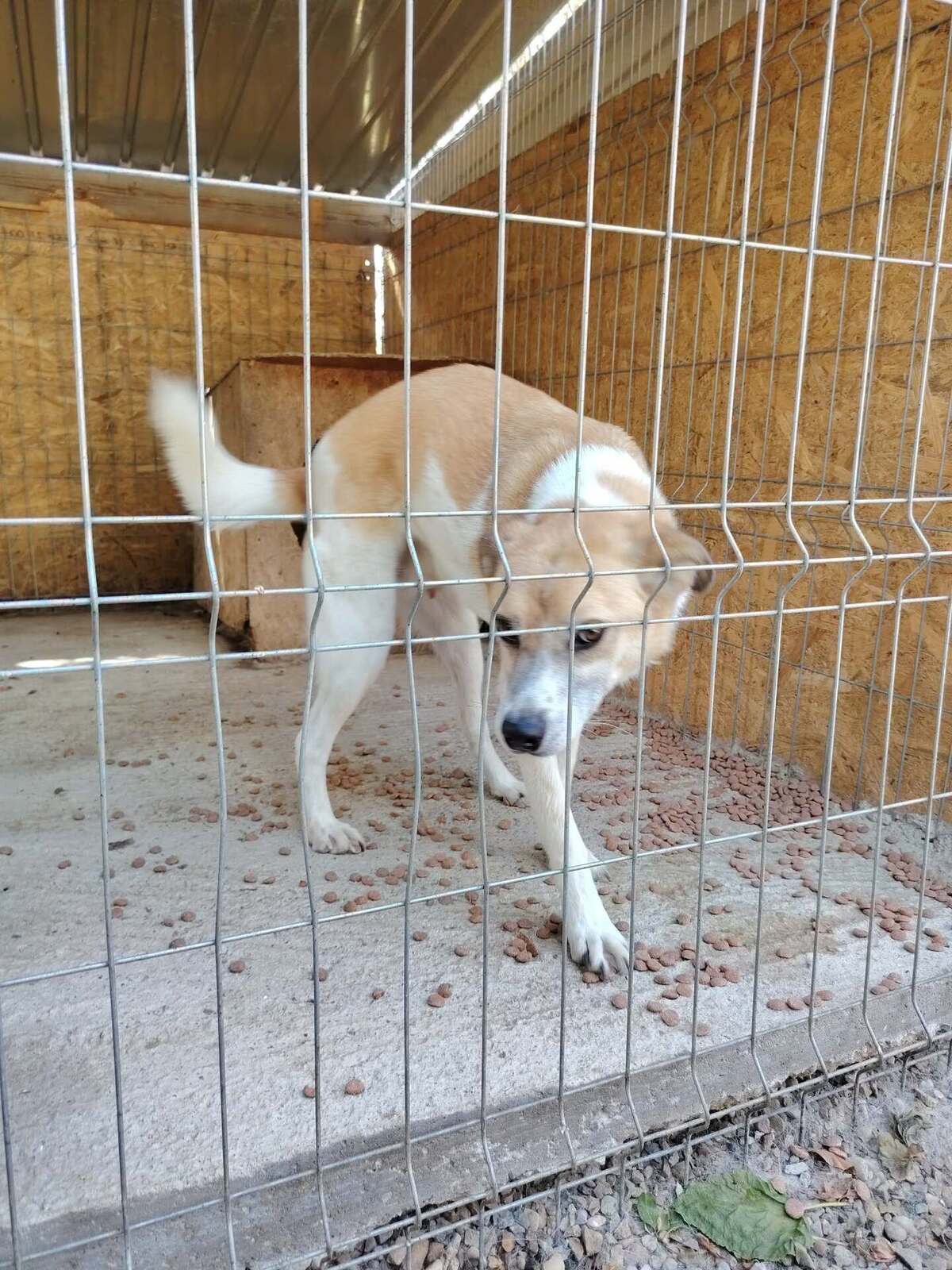 Adoption Honey