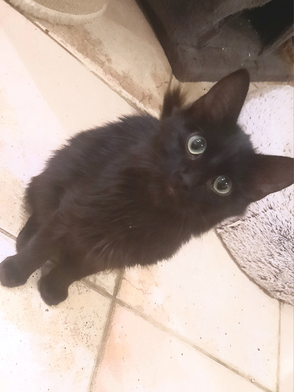 Adoption Bogart