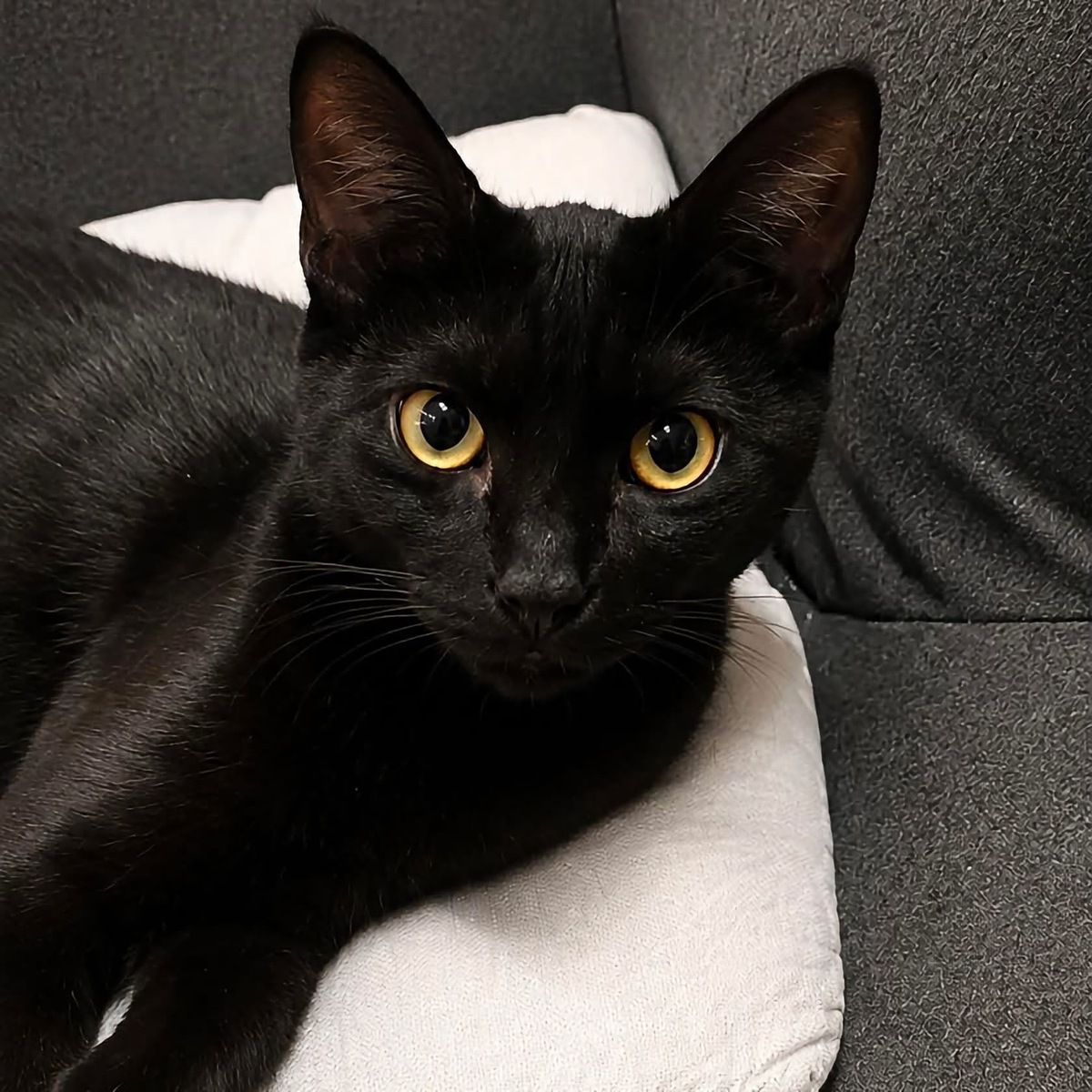 Adoption Zeek