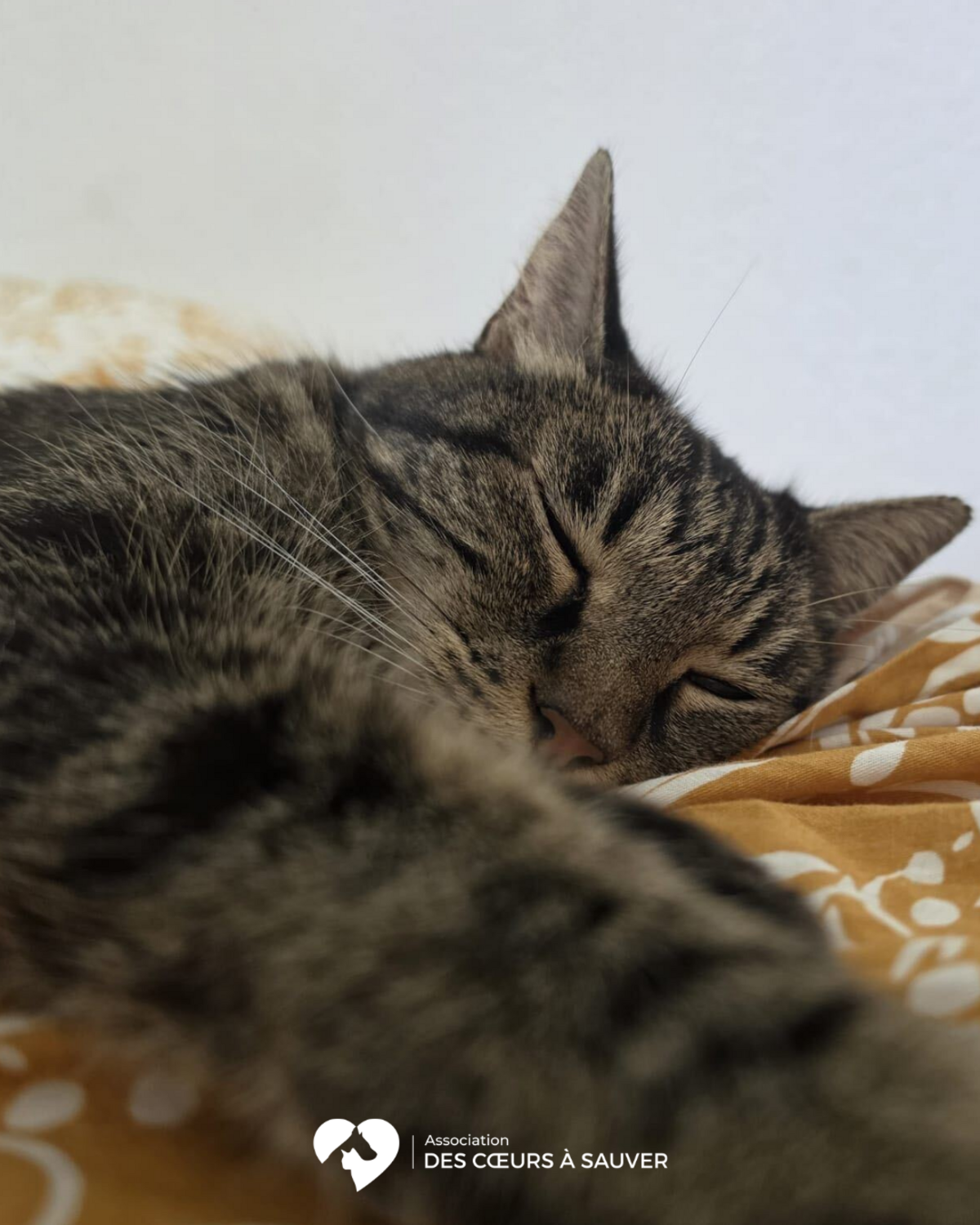 Adoption Choca