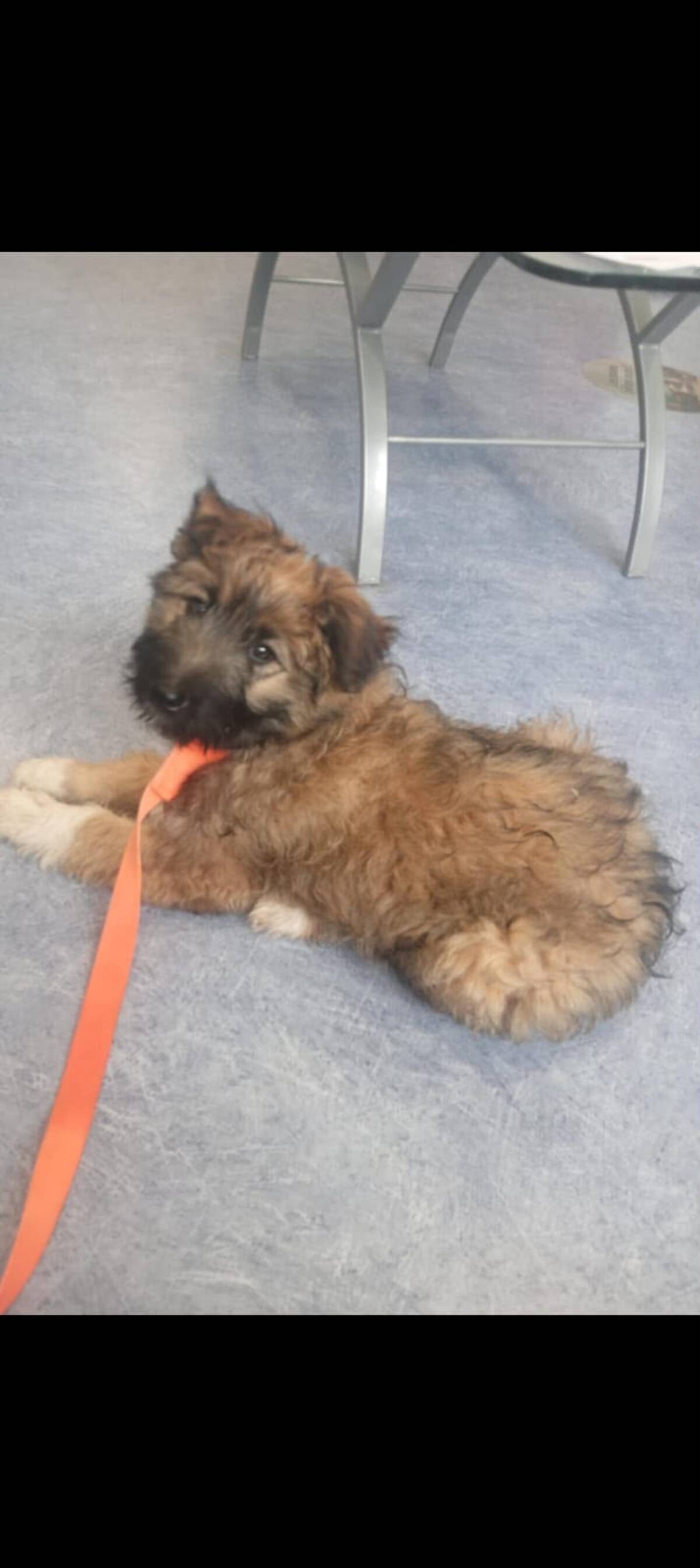 Adoption Mystie