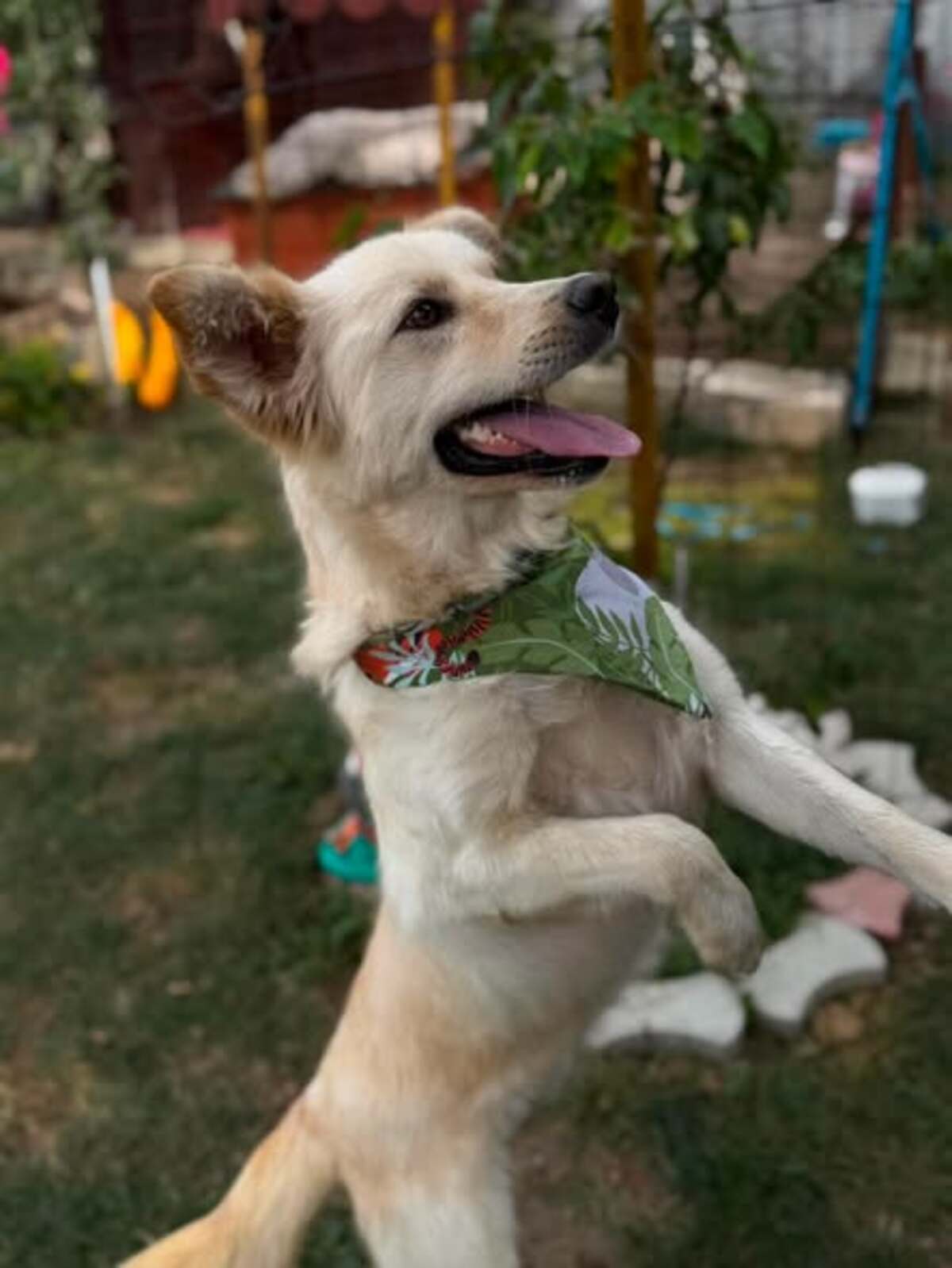 Adoption Toscane