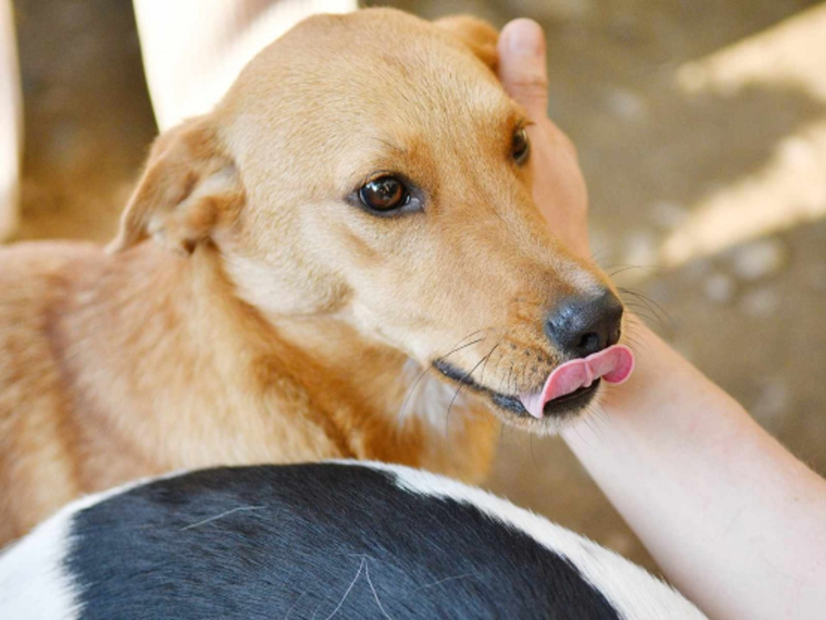 Adoption Noro