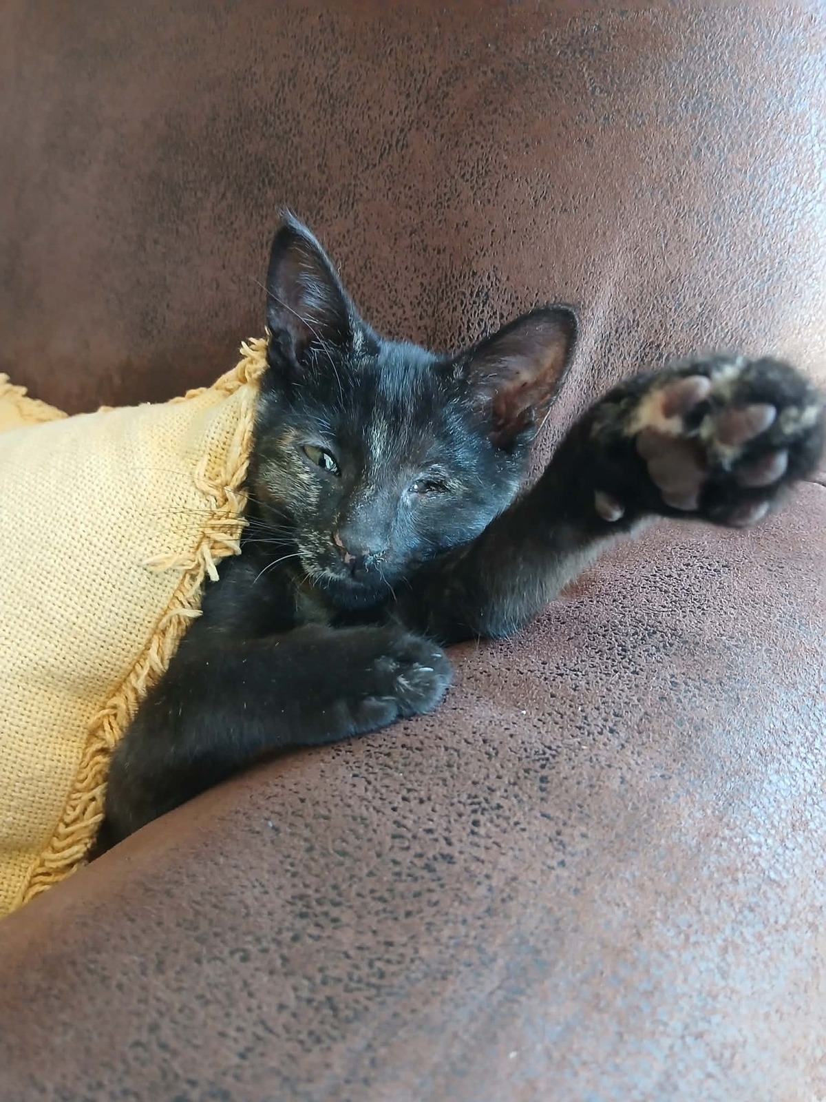 Adoption Blindy