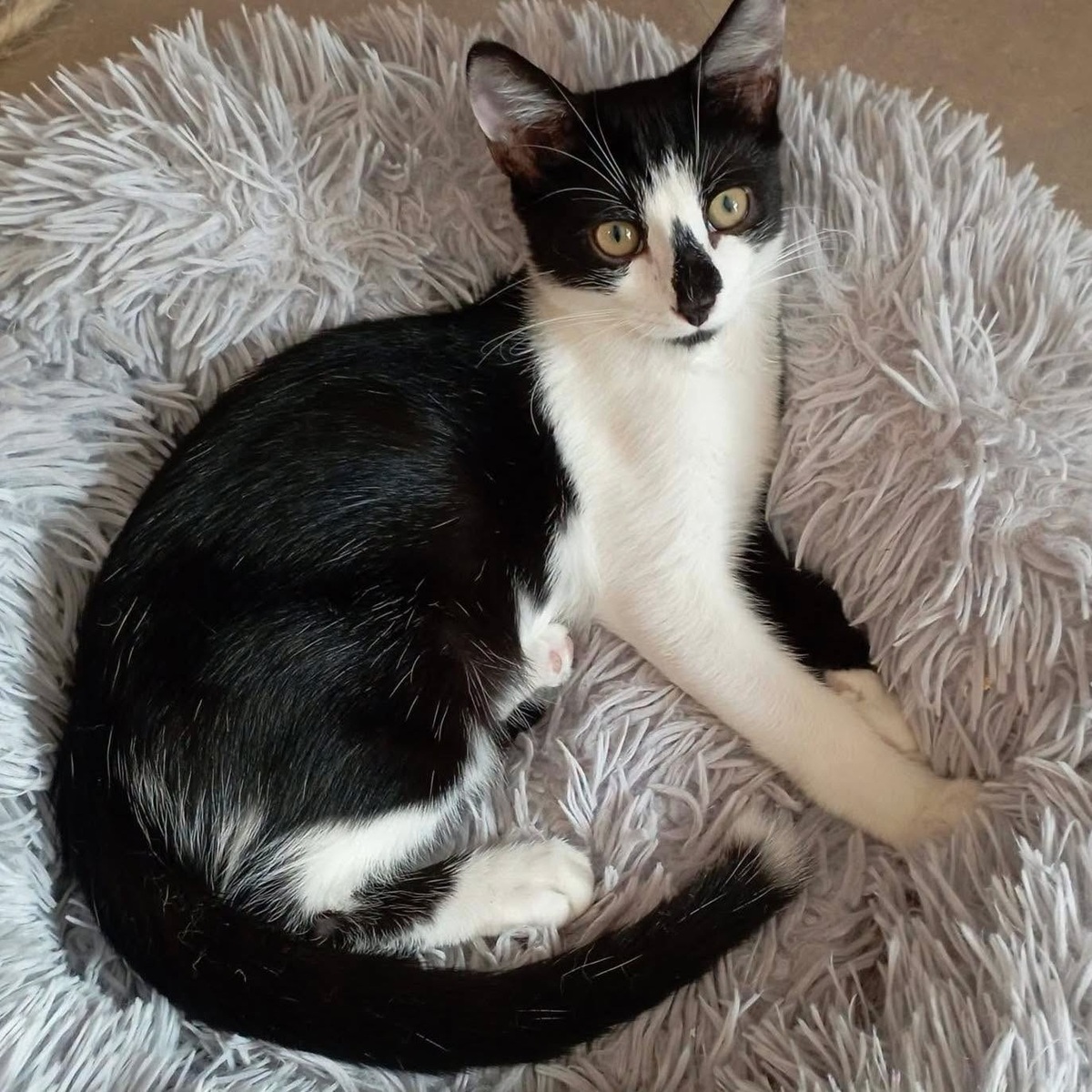 Adoption ZOOK