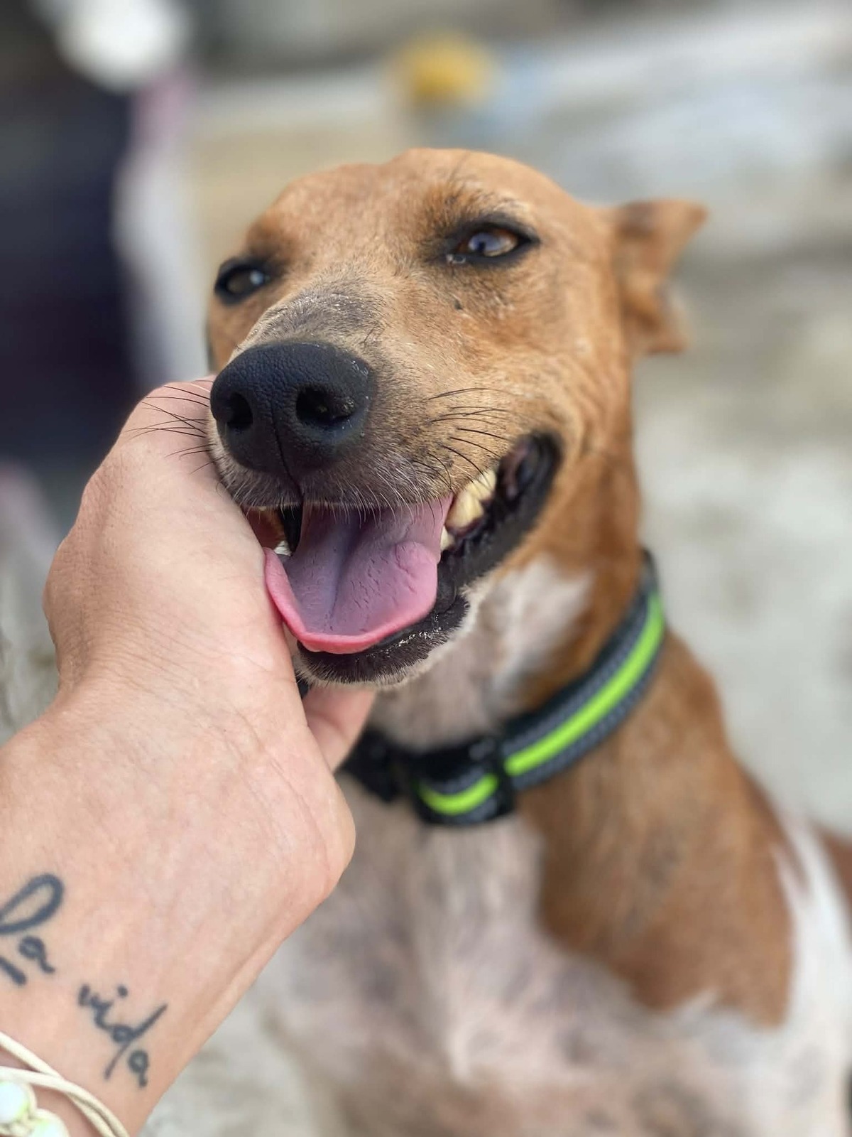 Adoption Peter pan 