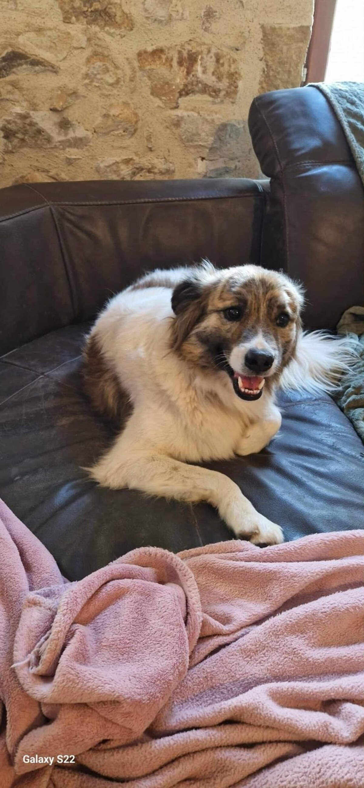 Adoption Balto