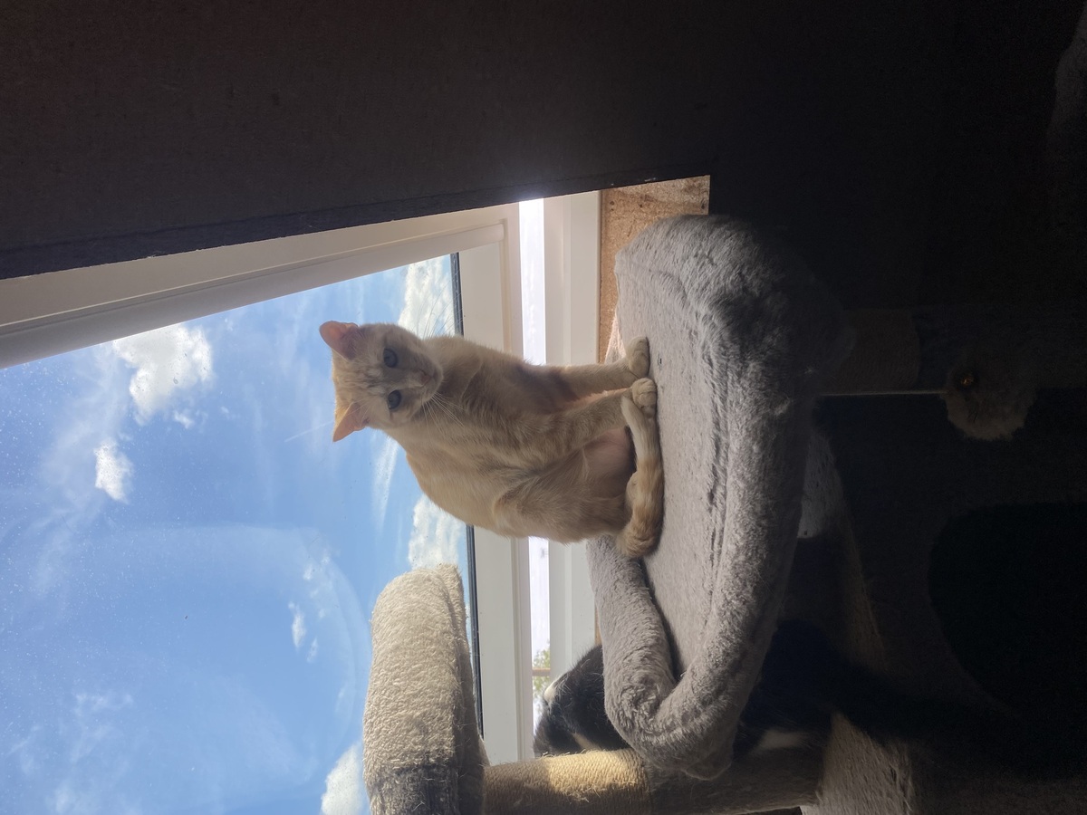 Adoption Jade