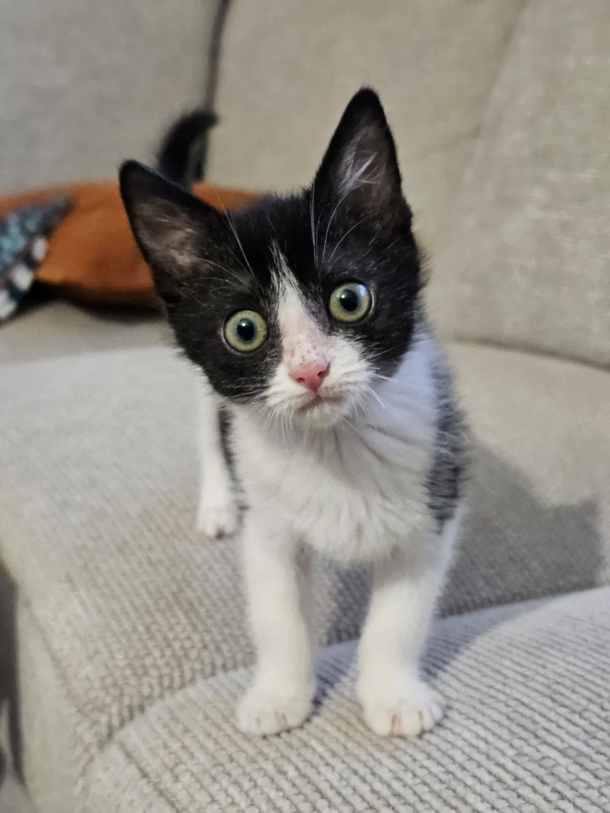 Adoption Alta