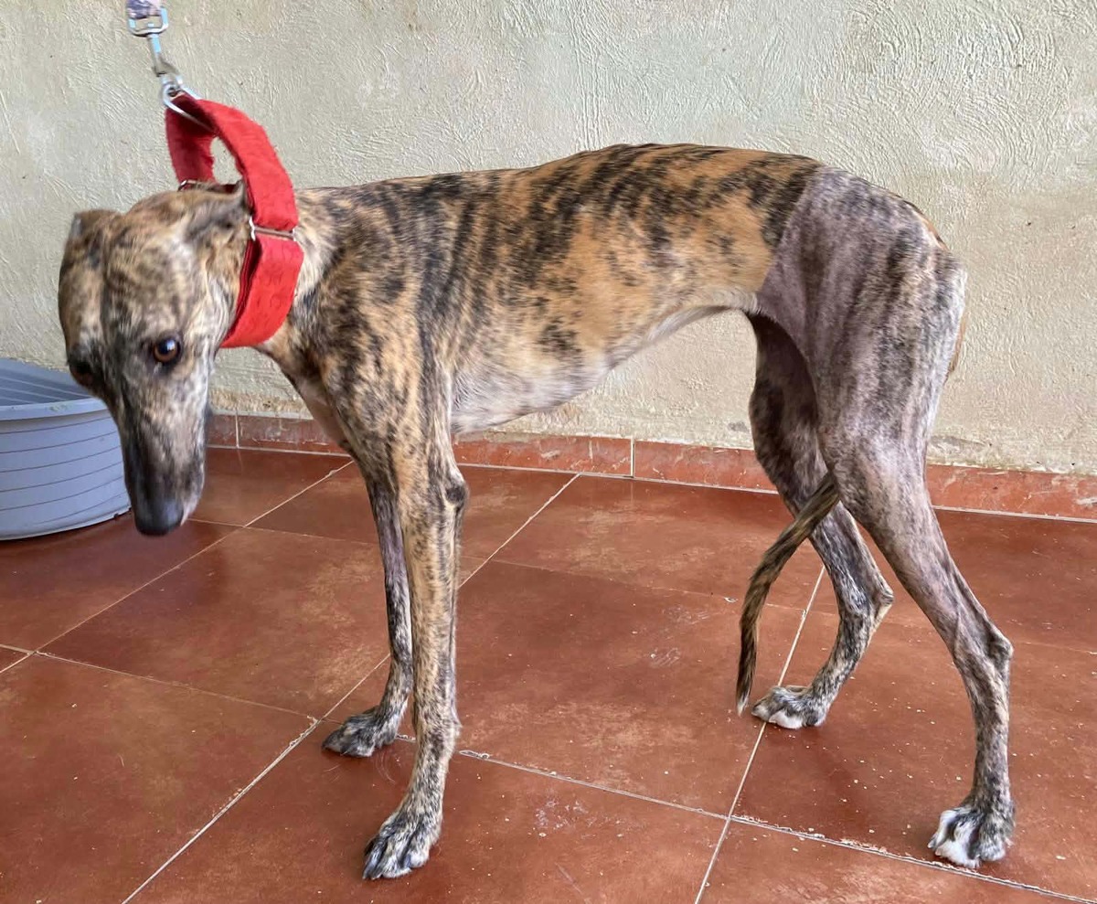 Adoption Mandarina