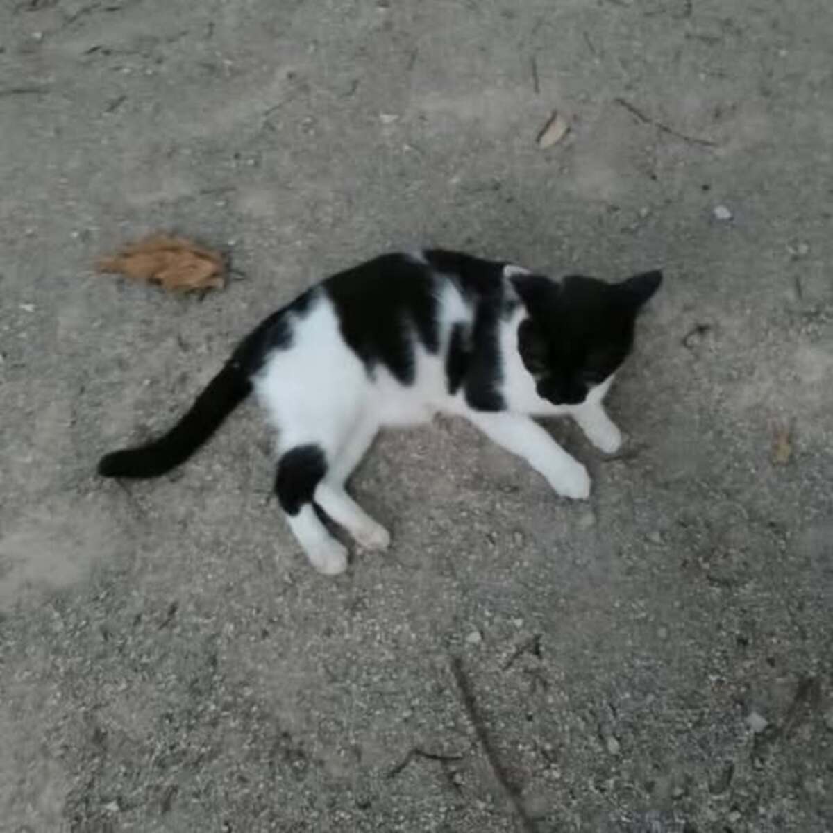 Adoption Domino