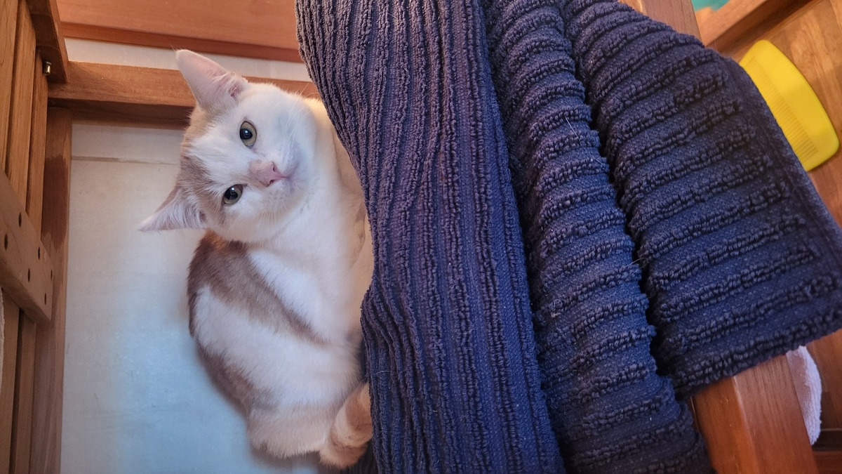 Adoption Benny
