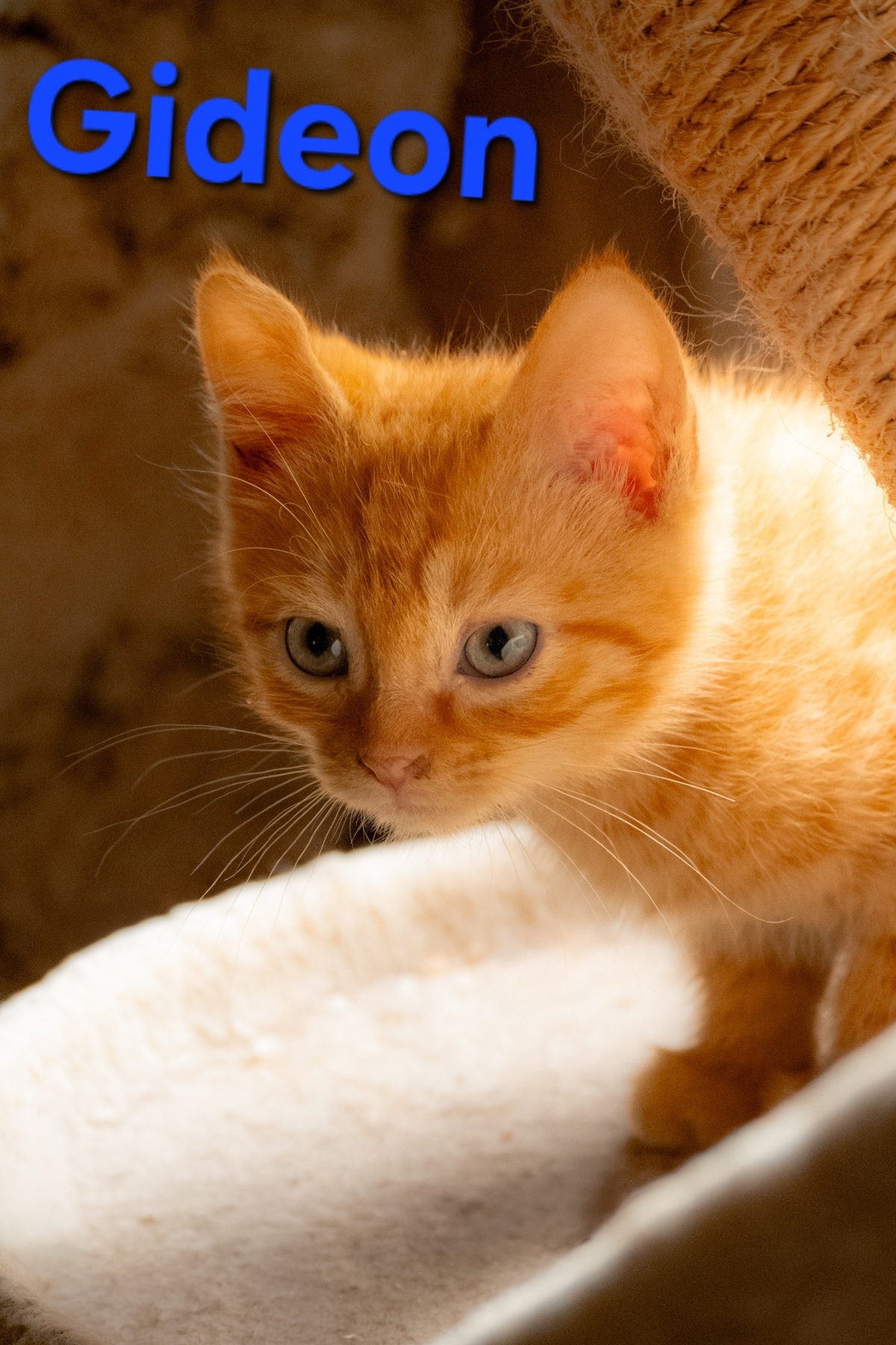 Adoption Gideon 