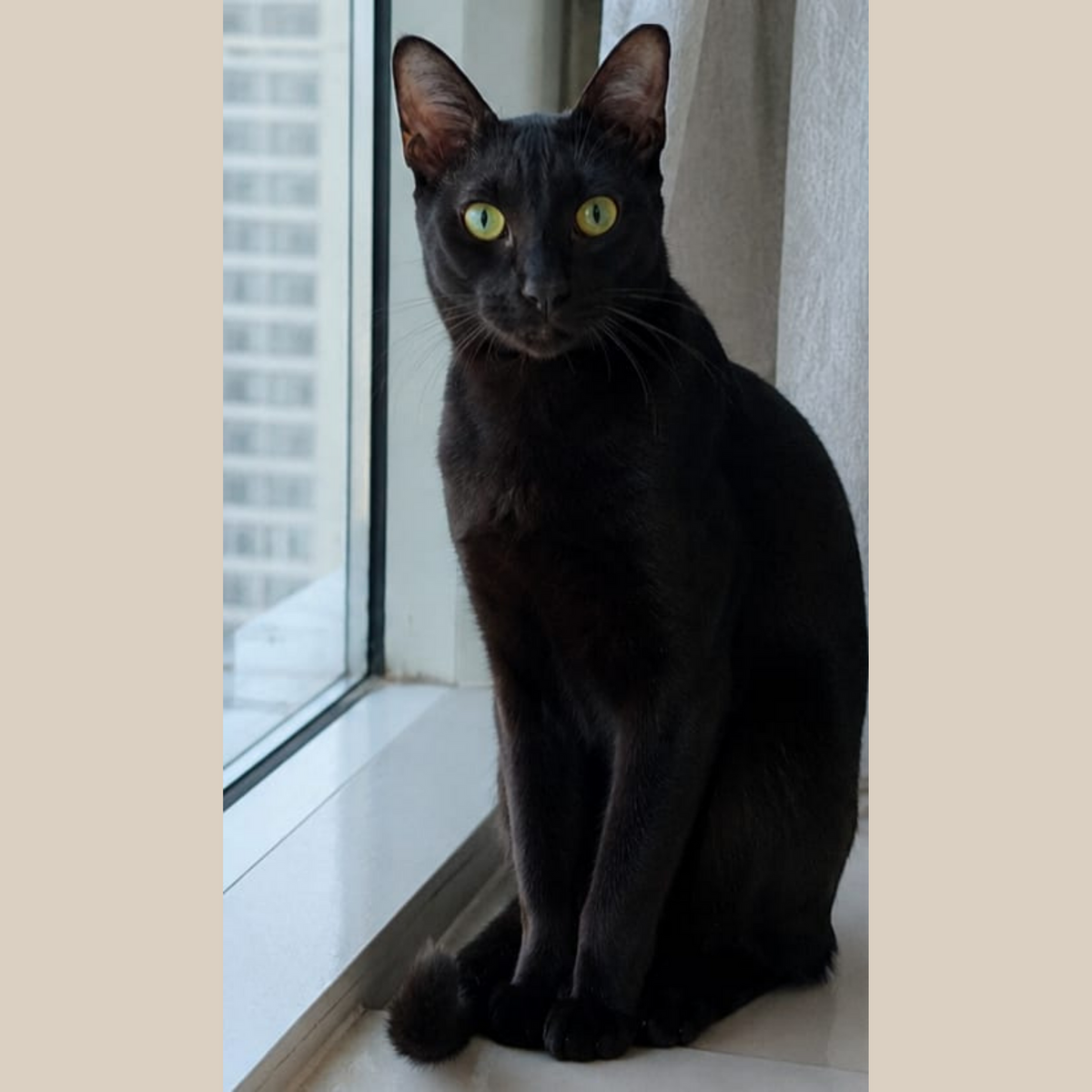 Adoption Bowie 
