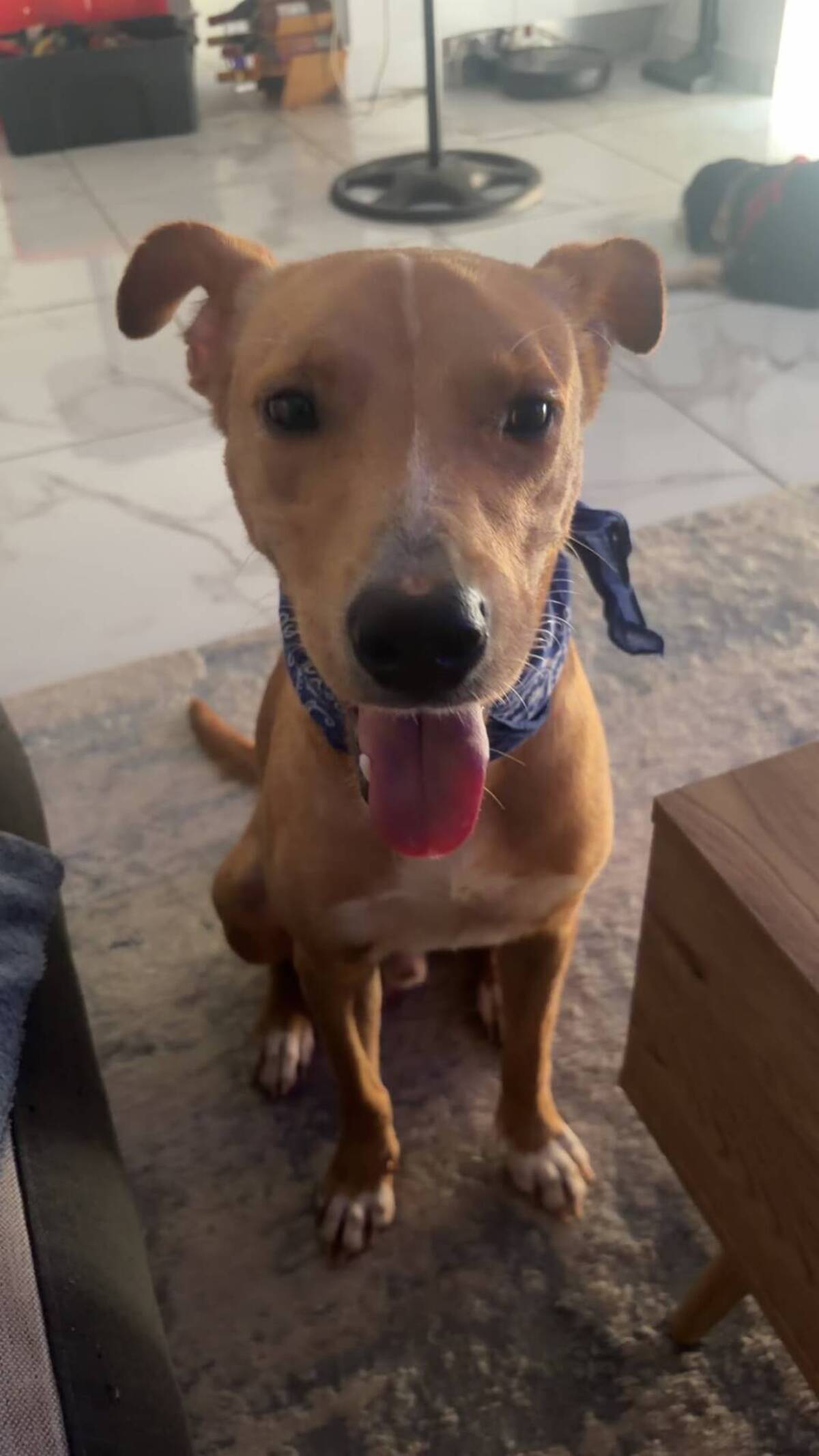 Adoption Slayer