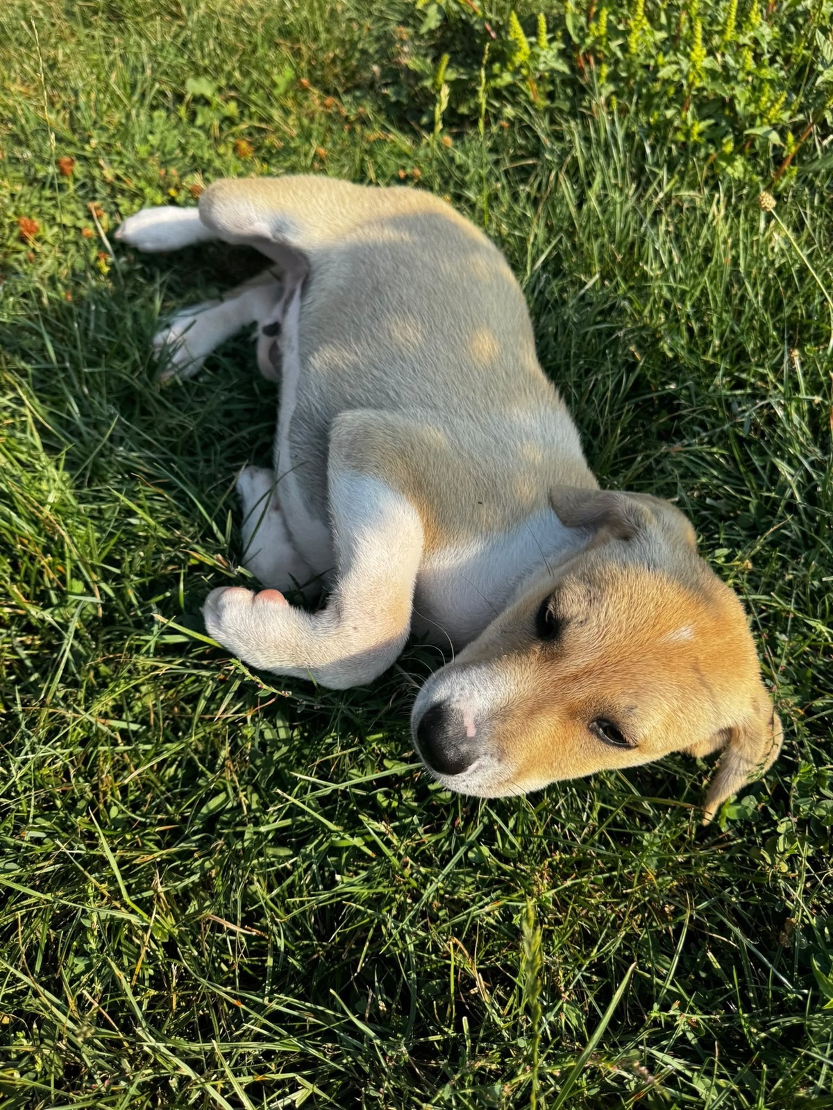 Adoption Toby
