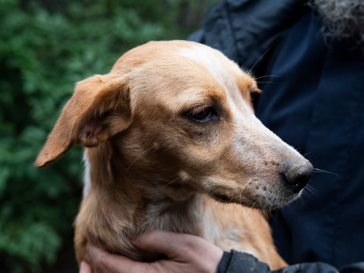 Adoption Giulia