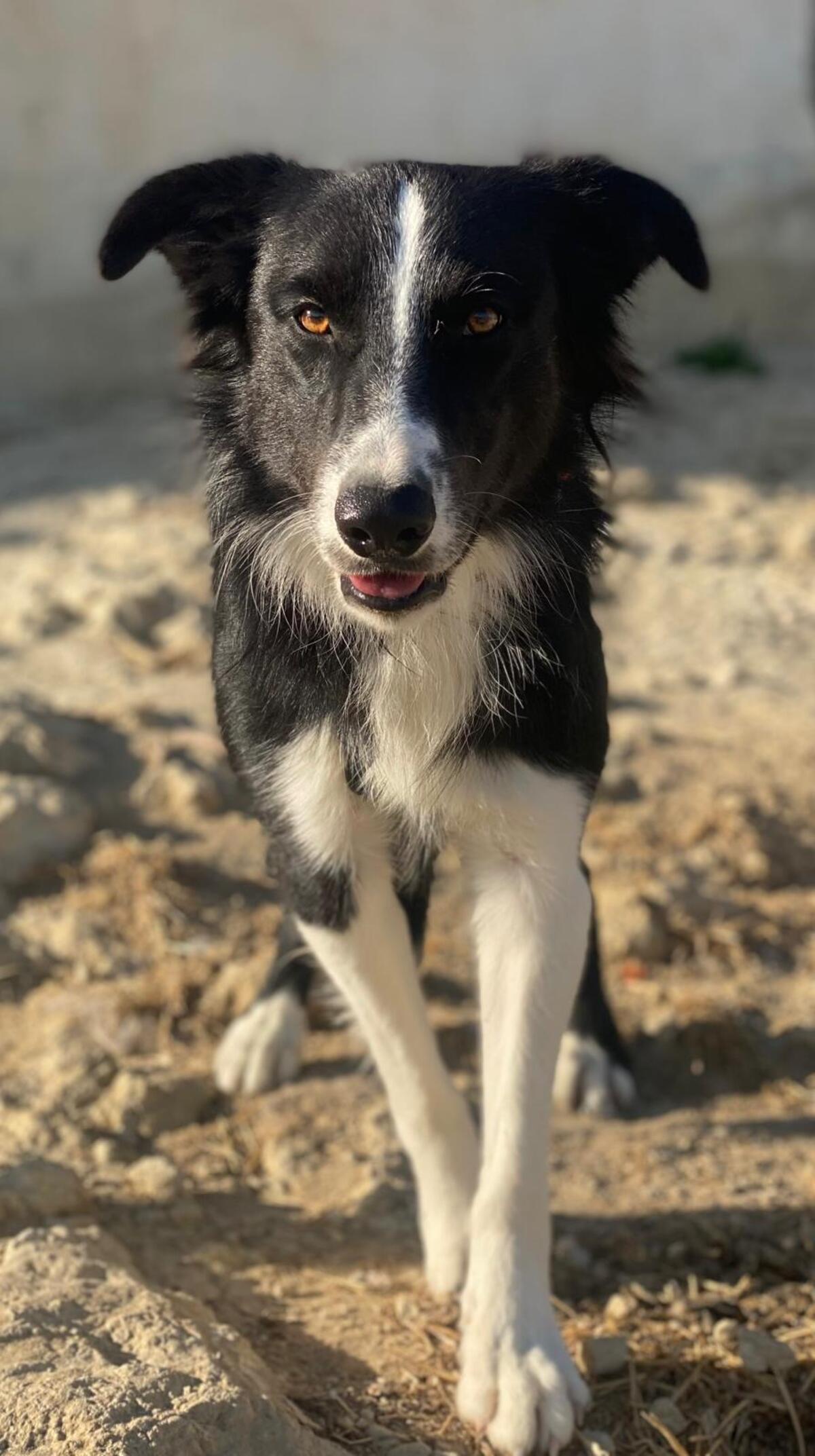 Adoption Giorgi