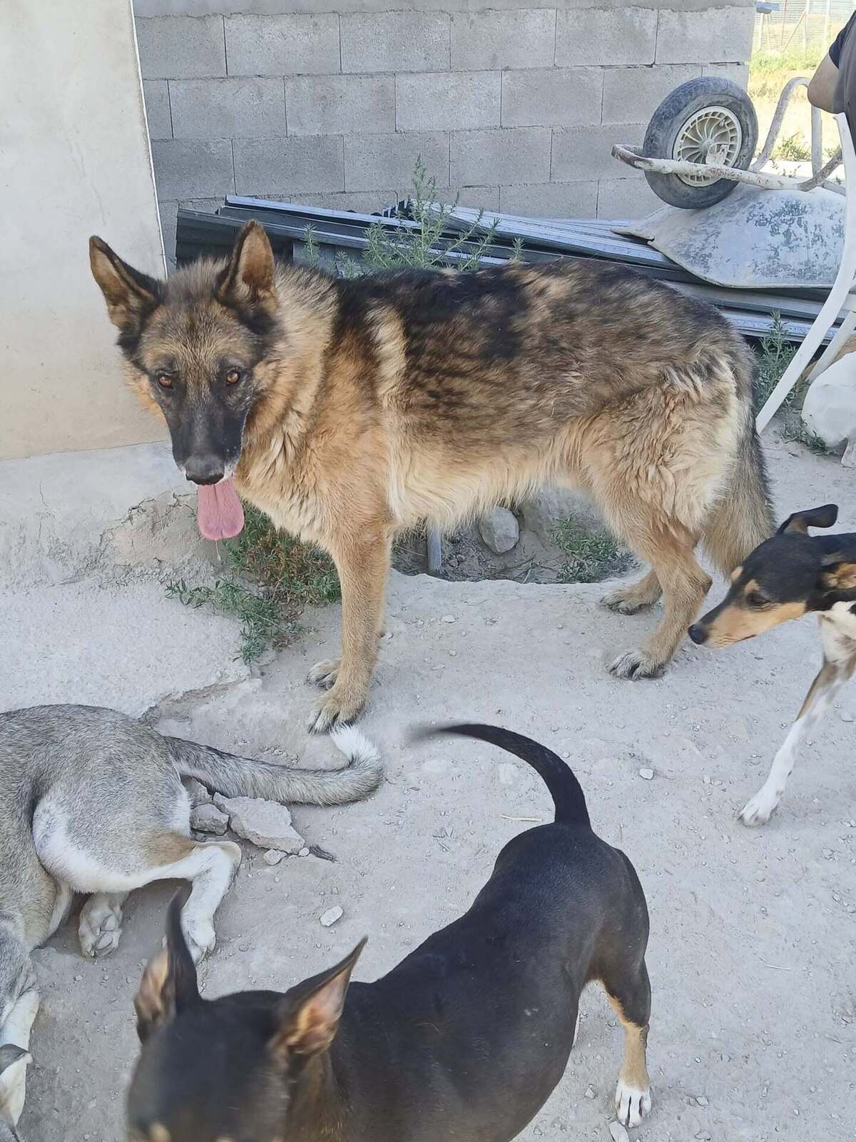 Adoption Ben