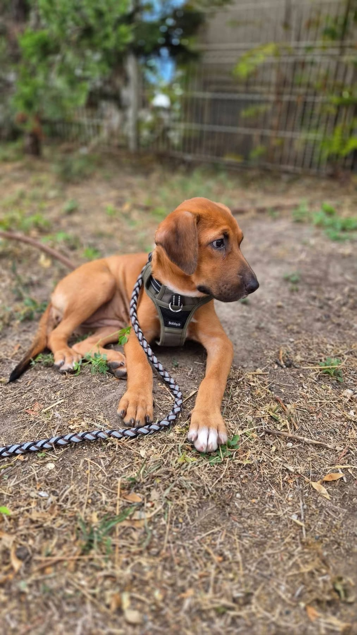 Adoption Cavale