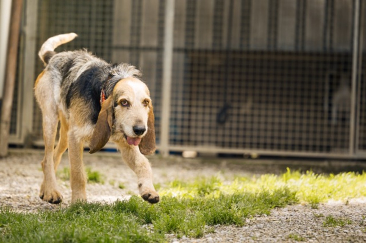 Adoption Albert
