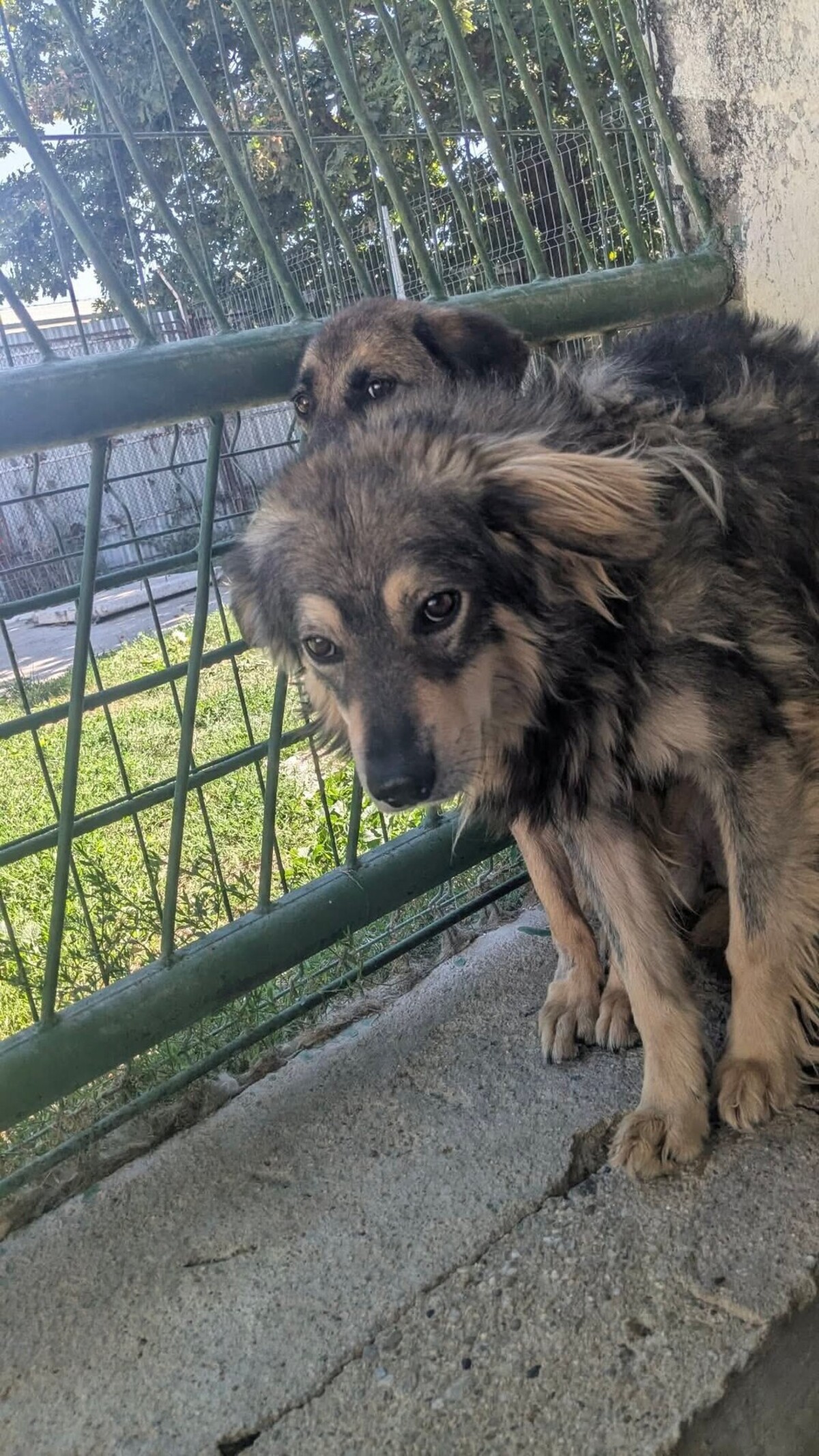 Adoption Ulysse