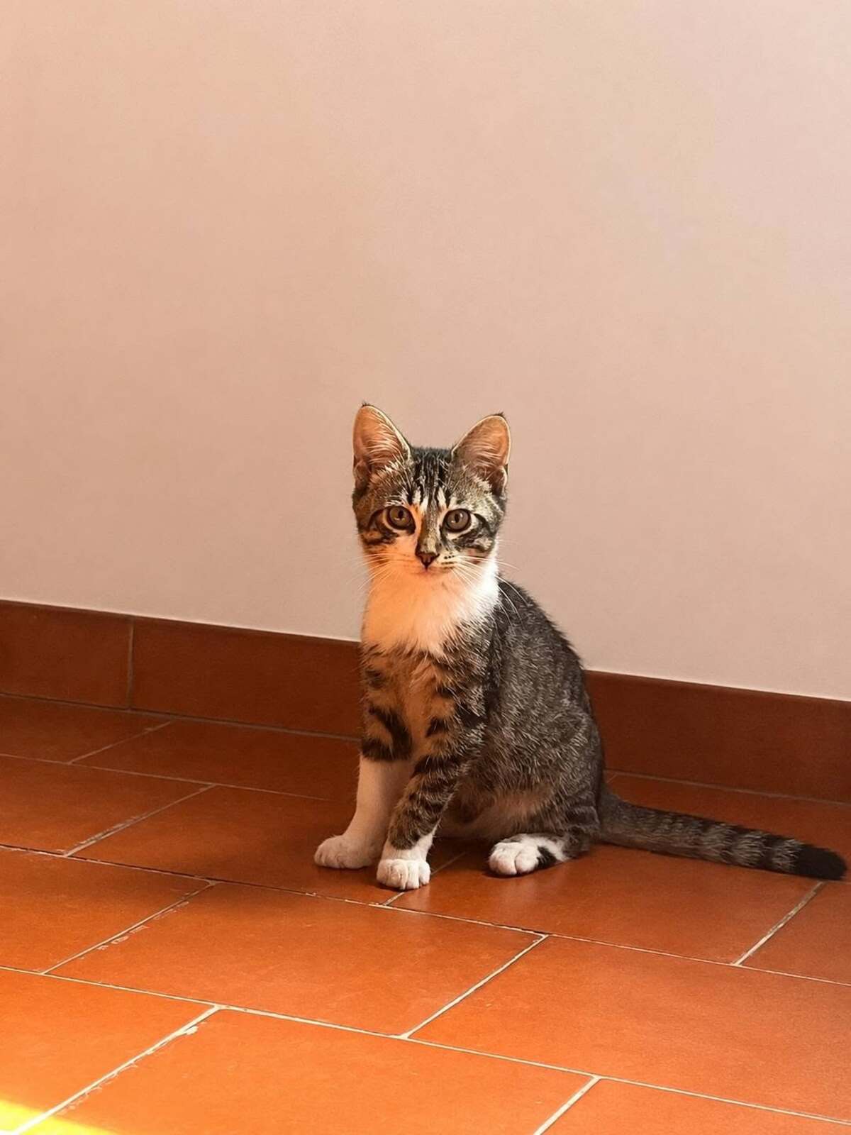 Adoption Bordeaux 
