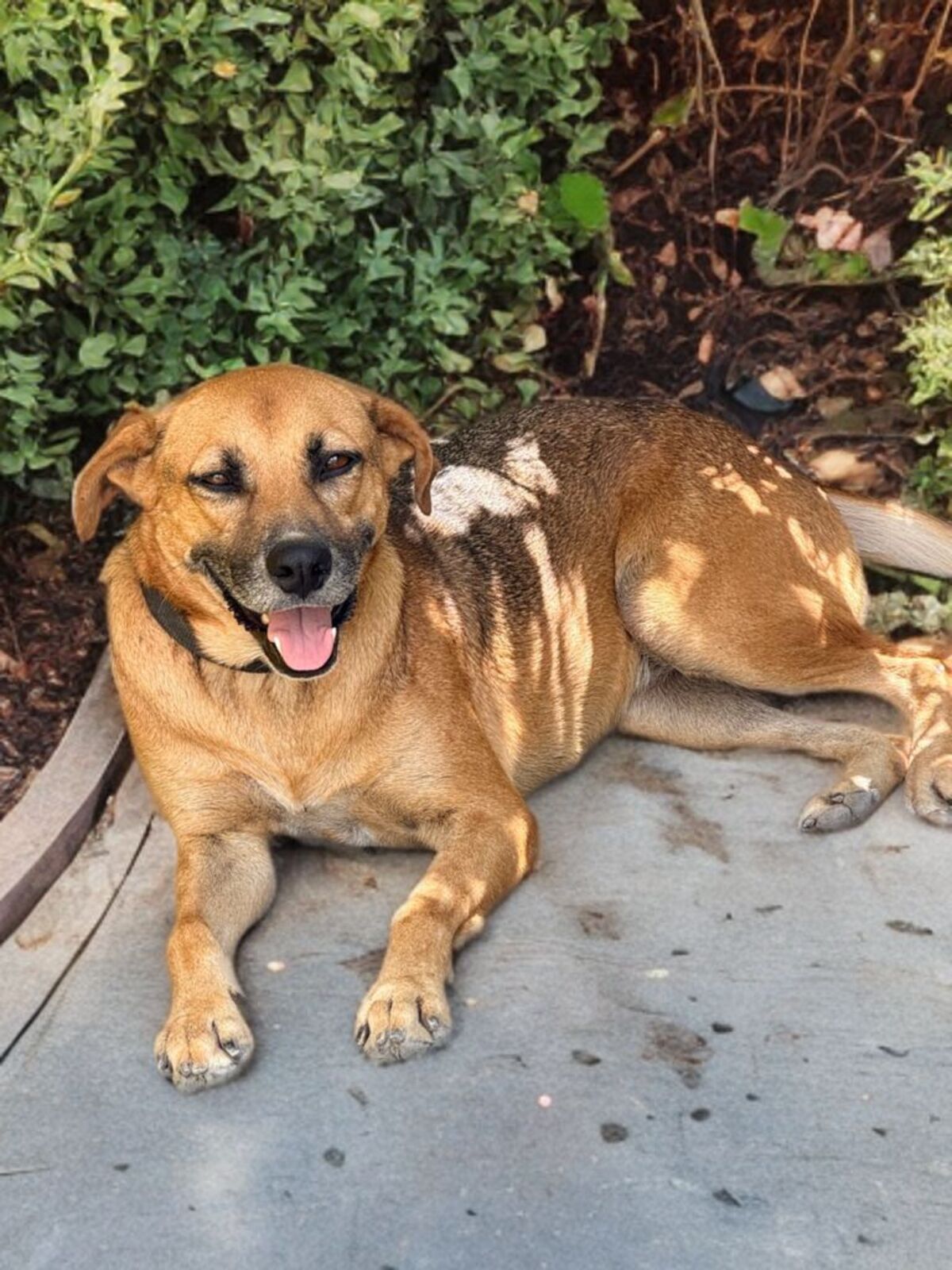 Adoption Fakir
