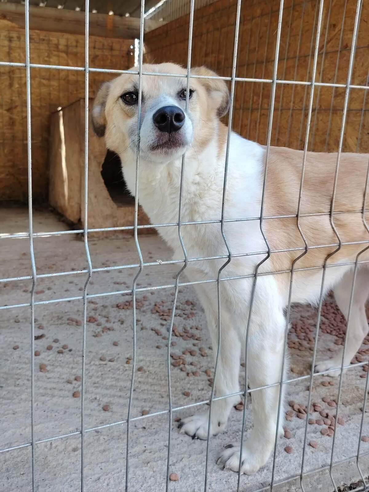 Adoption Honey