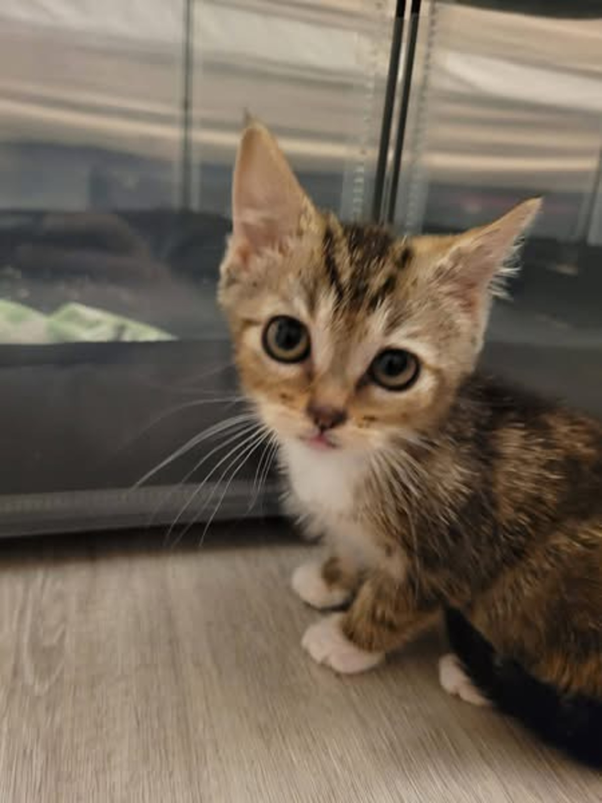 Adoption BROWNIE
