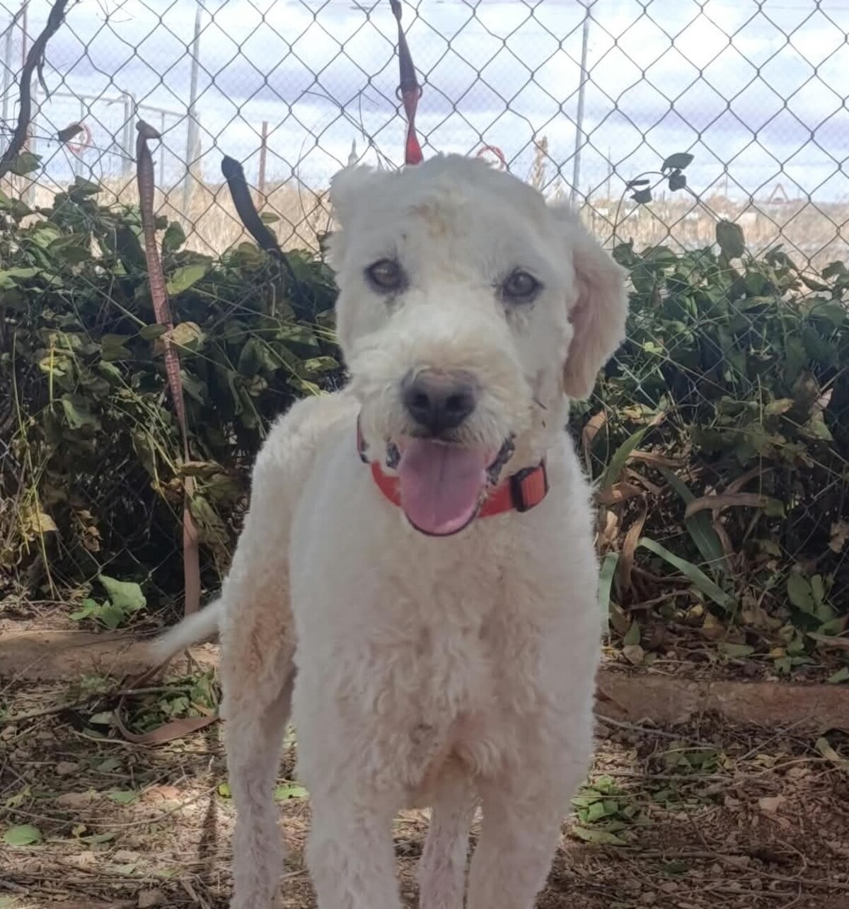 Adoption Toby