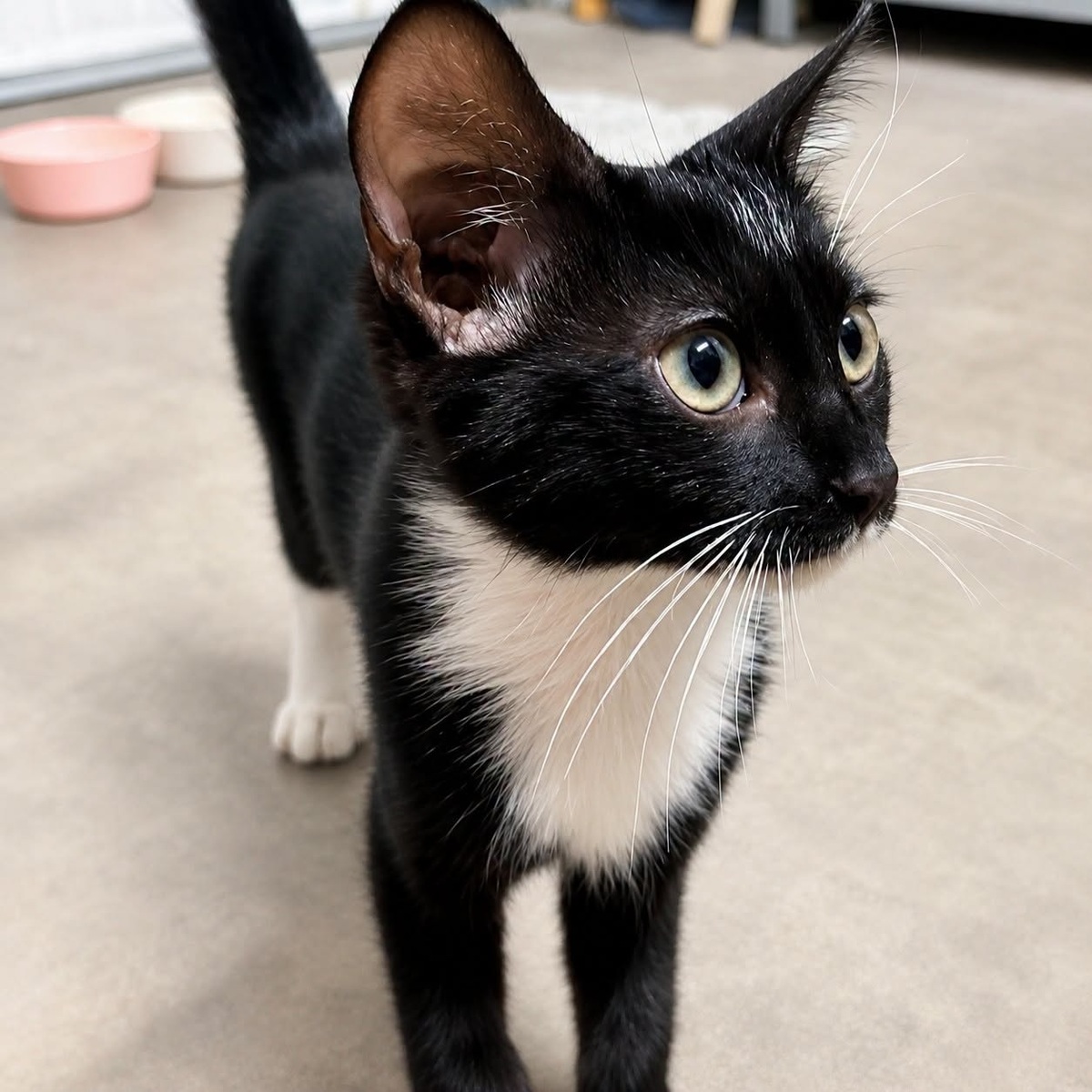 Adoption NINA