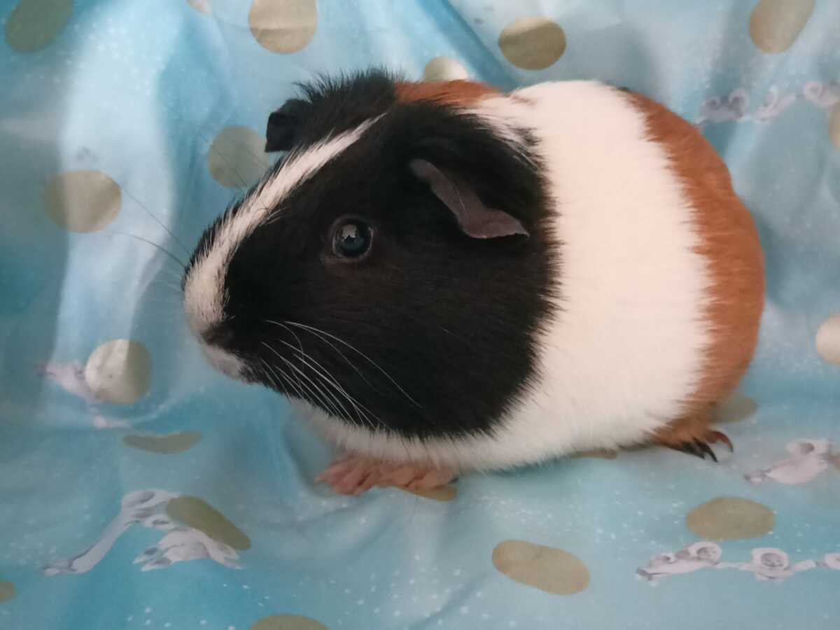 Adoption Muffin