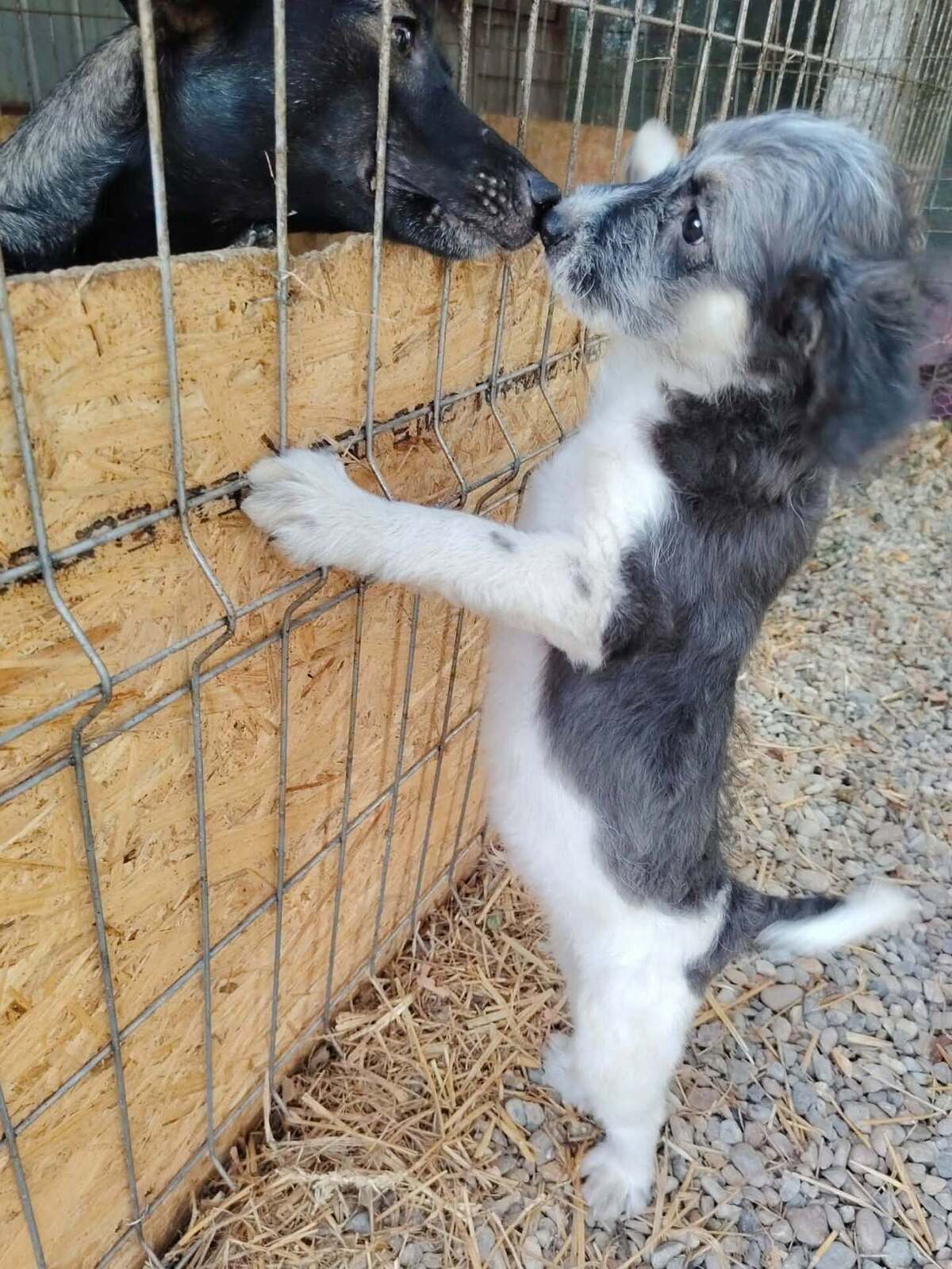 Adoption Muffin
