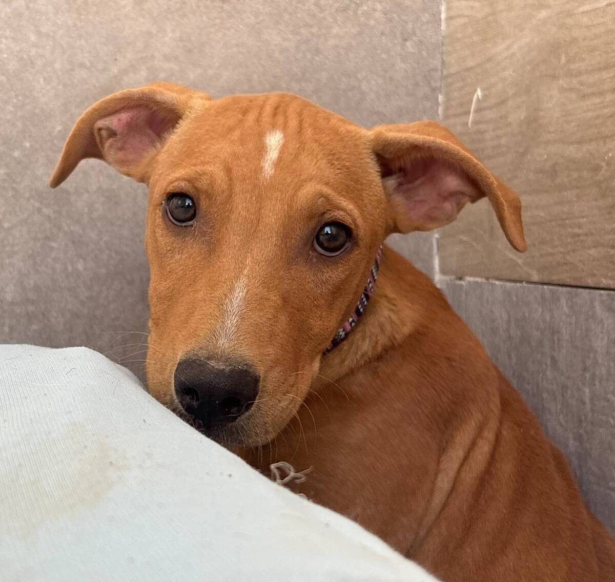 Adoption Amelia