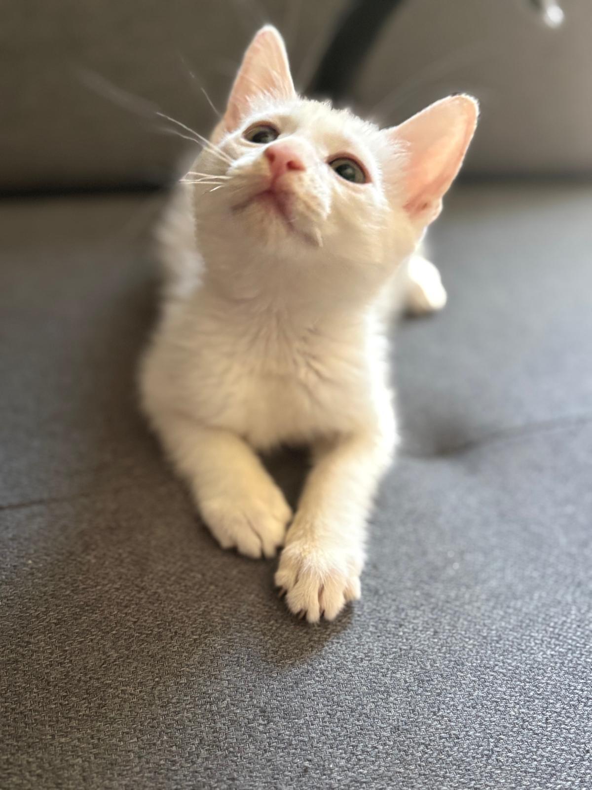 Adoption Tobby