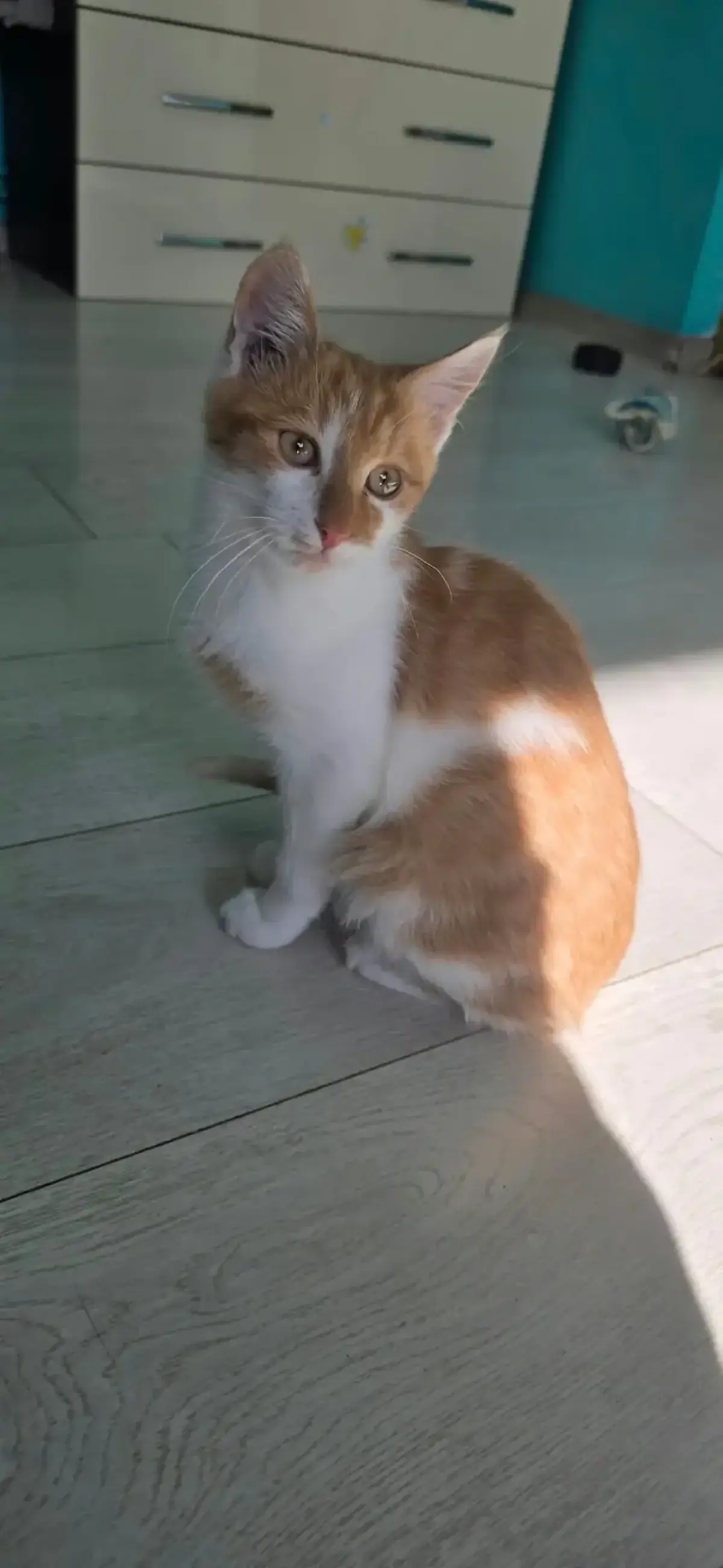 Adoption Kojak