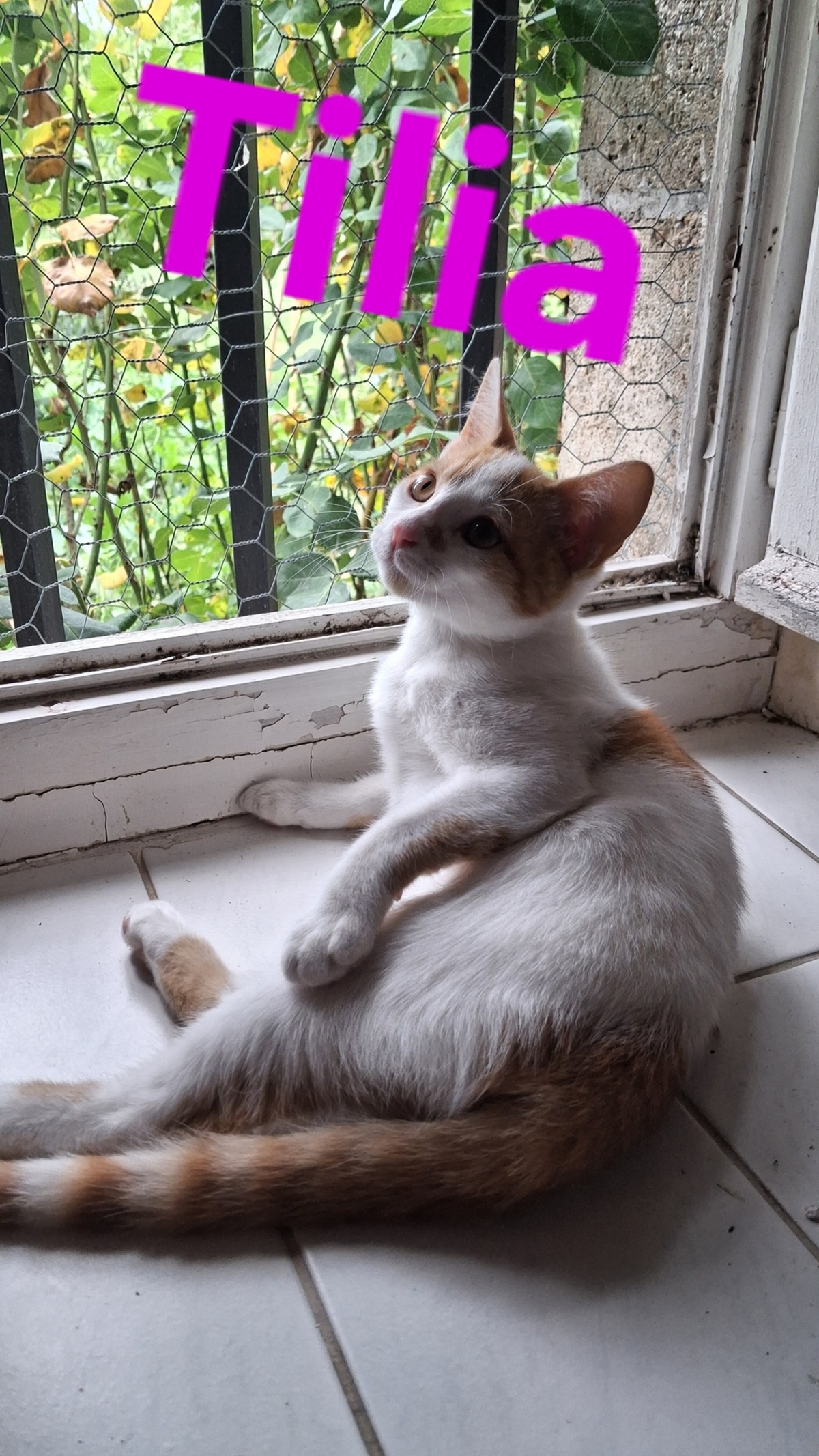 Adoption Tilia