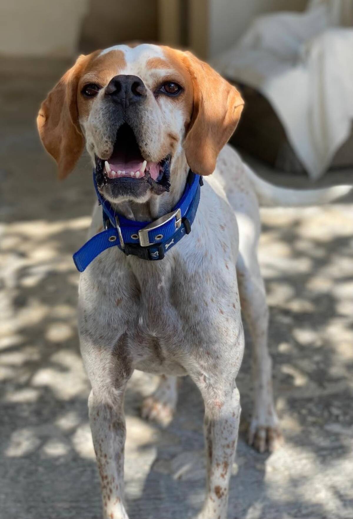 Adoption Scampy