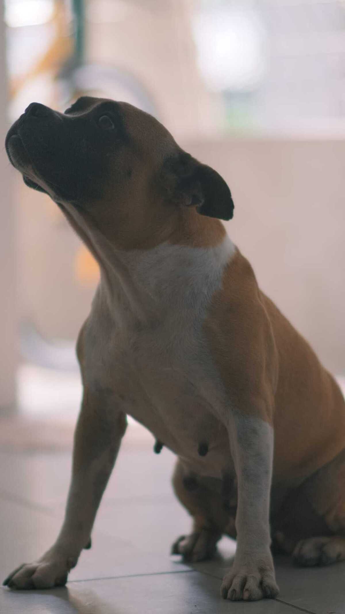 Adoption Doggy