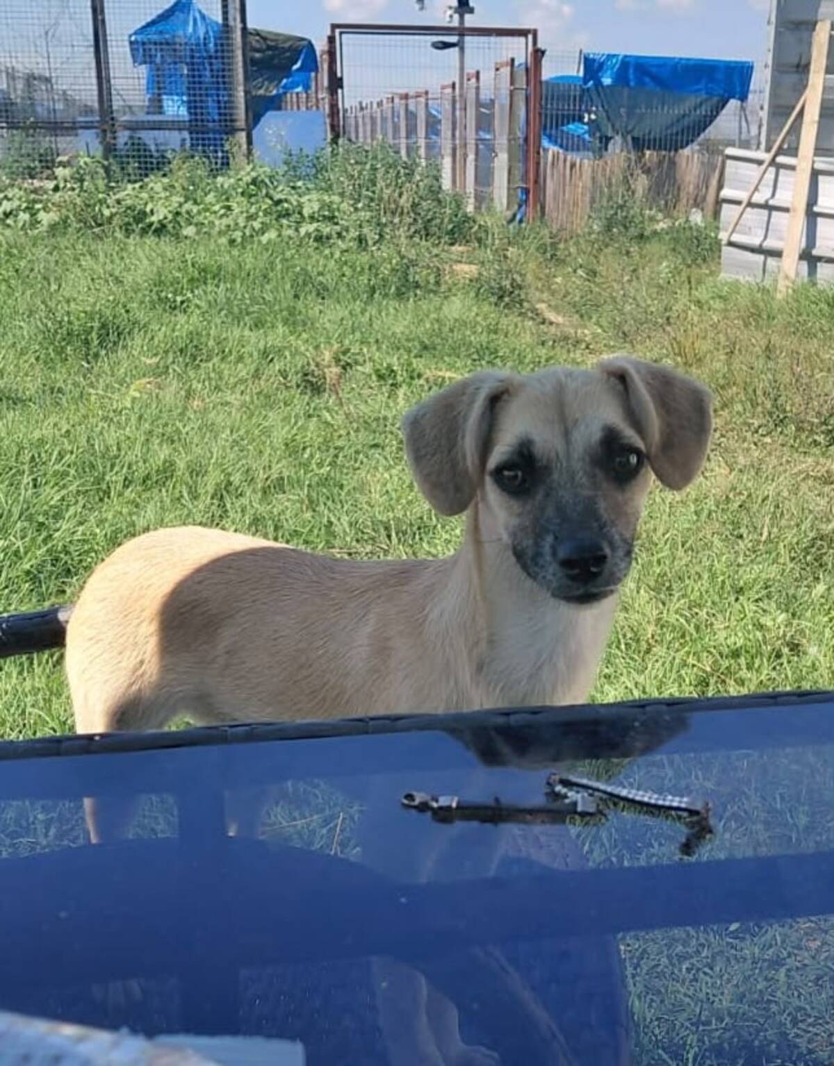 Adoption Aura
