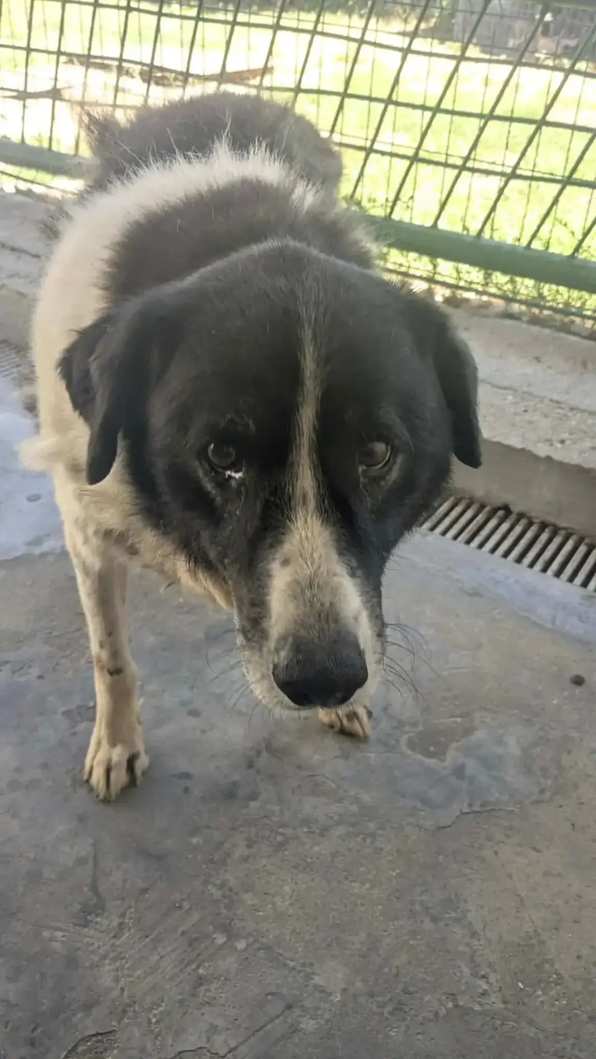 Adoption Ramsès