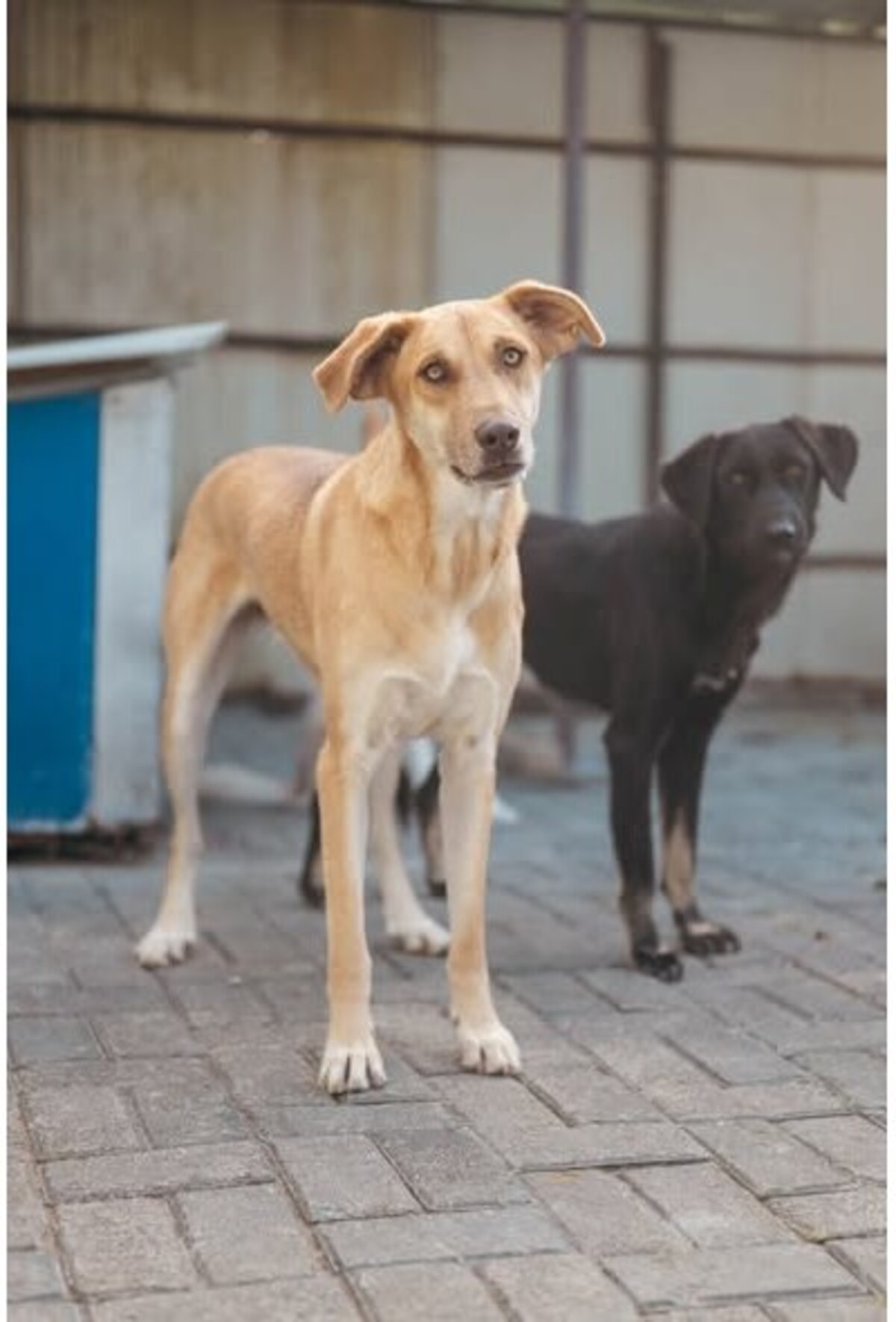 Adoption Xendra