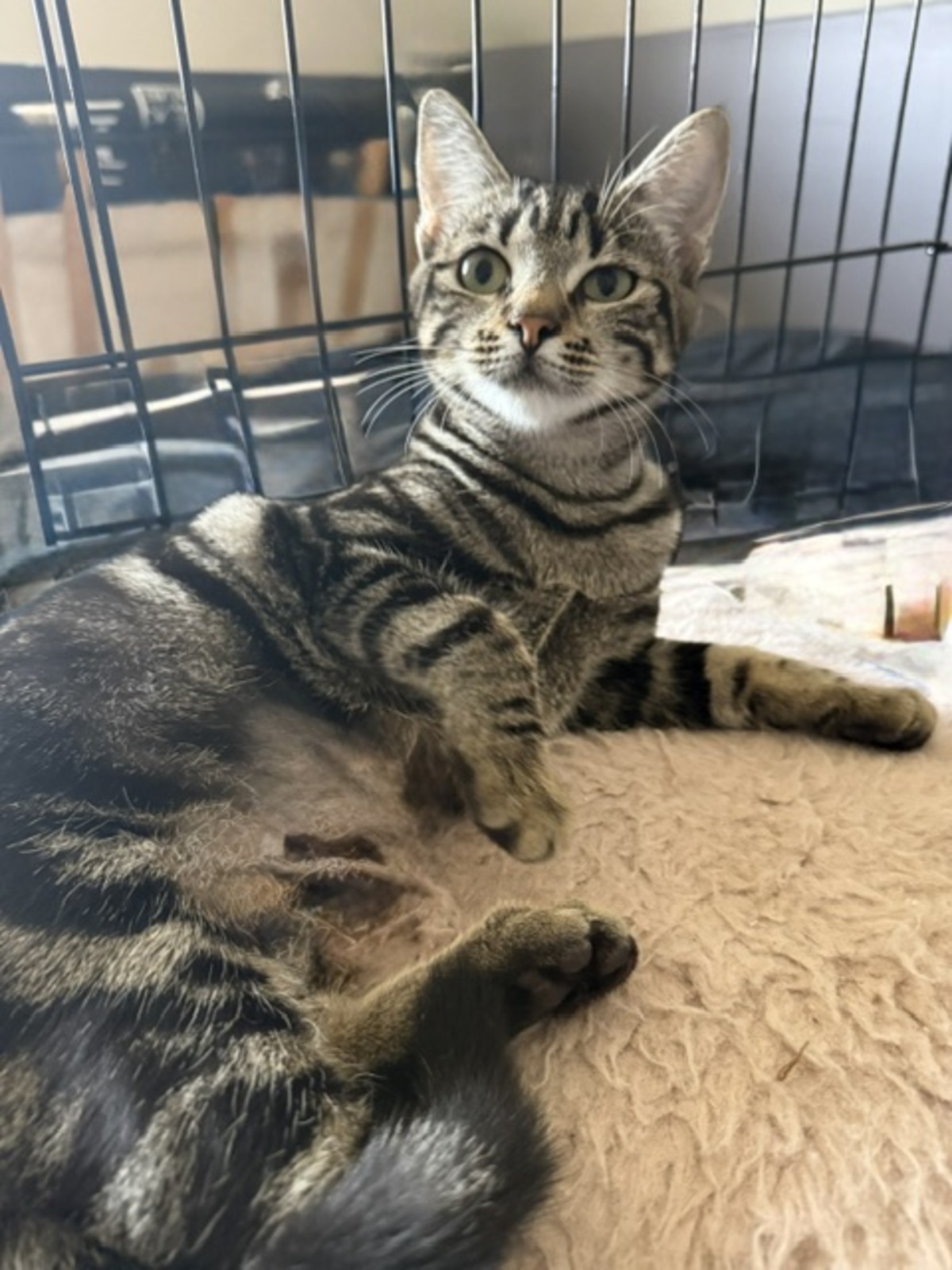 Adoption Sunshine et Sunset