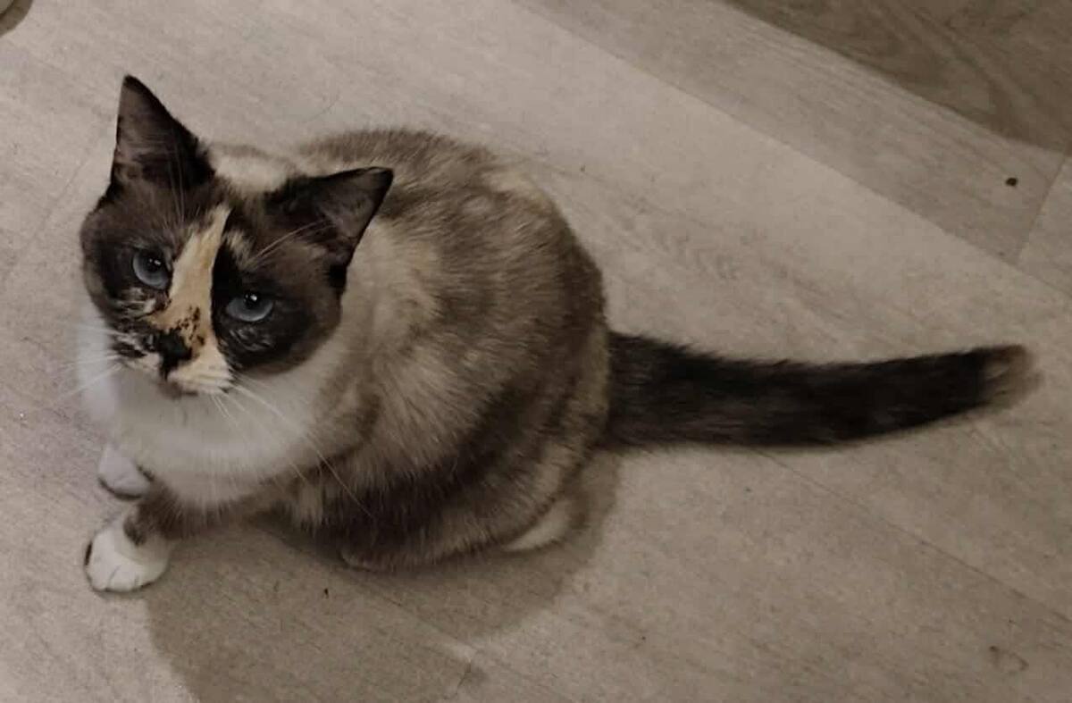 Adoption Héméra 