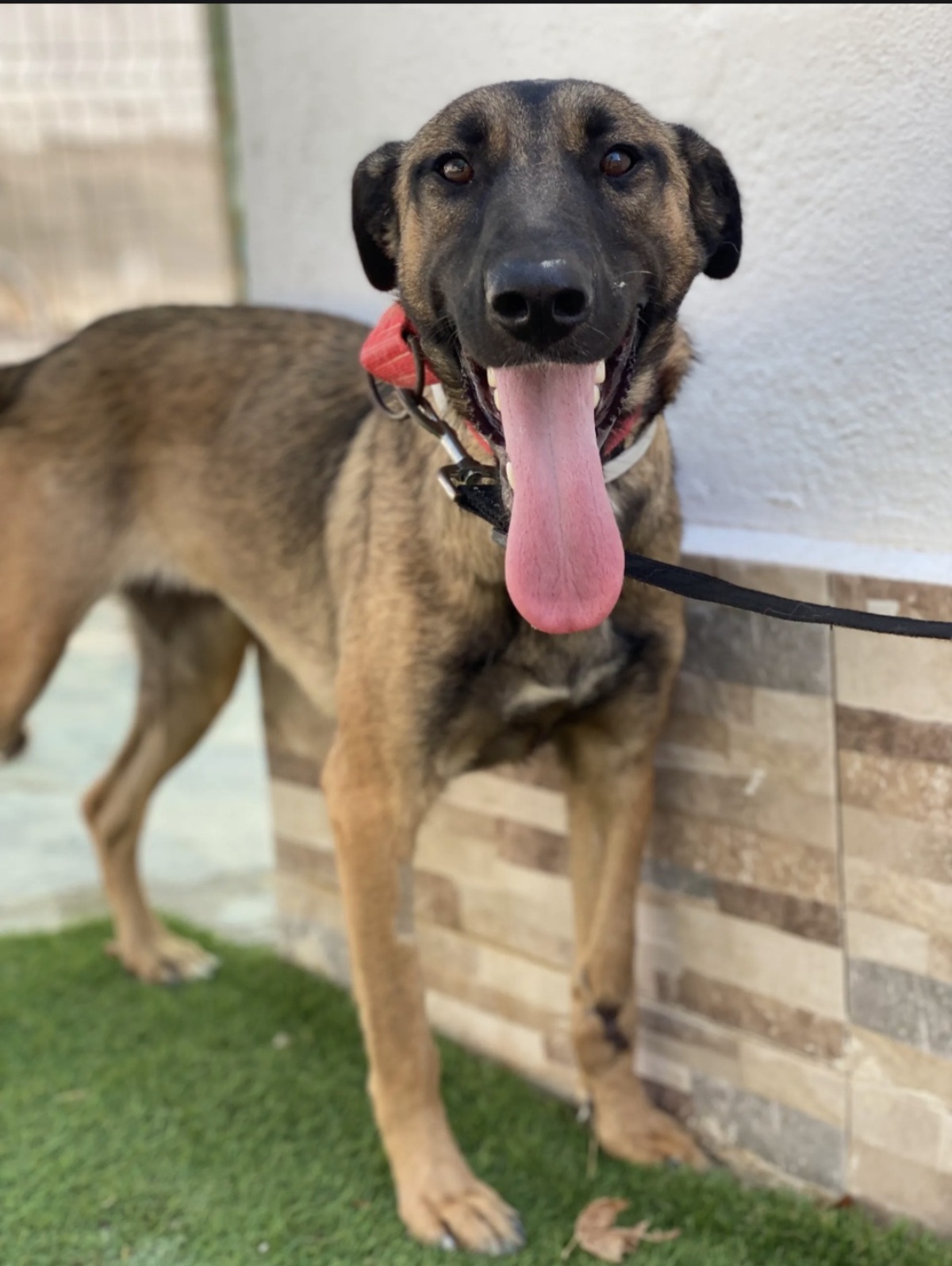 Adoption Beatriz