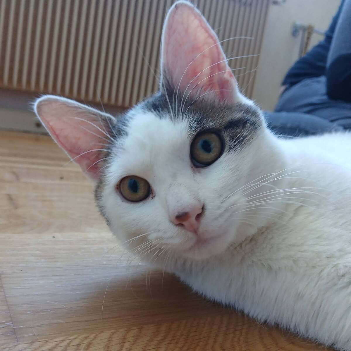 Adoption Jean