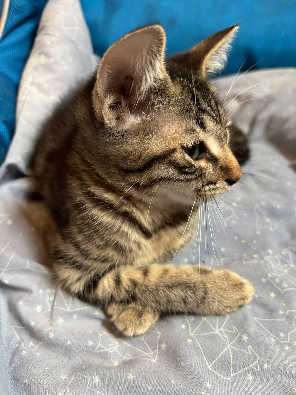 Adoption Skinou