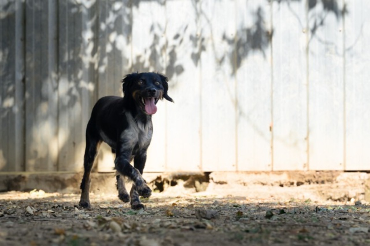 Adoption Aïko