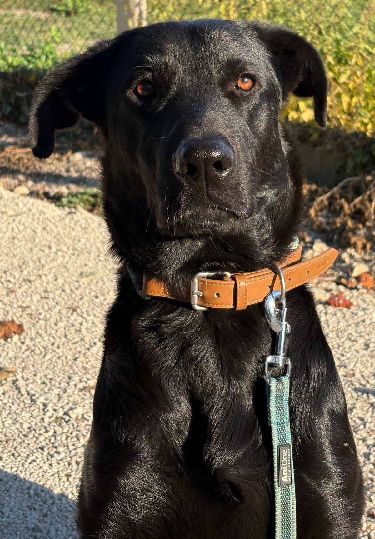 Adoption Albert